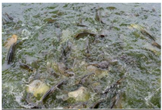 Preprints 166070 i003