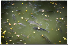 Preprints 166070 i004