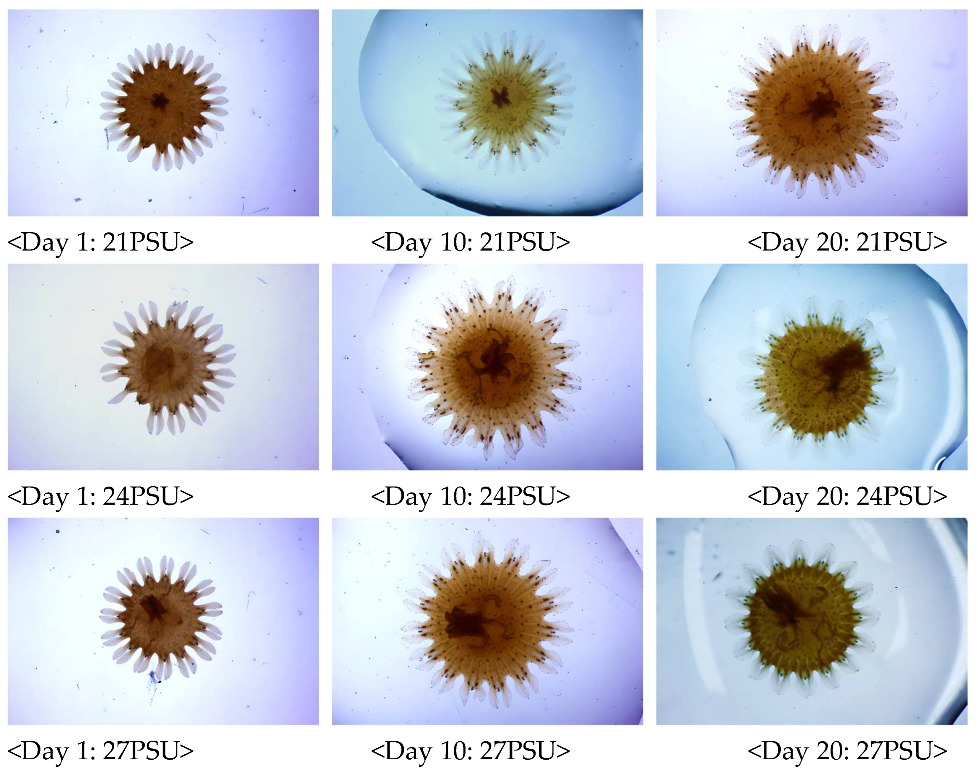 Preprints 152024 g003