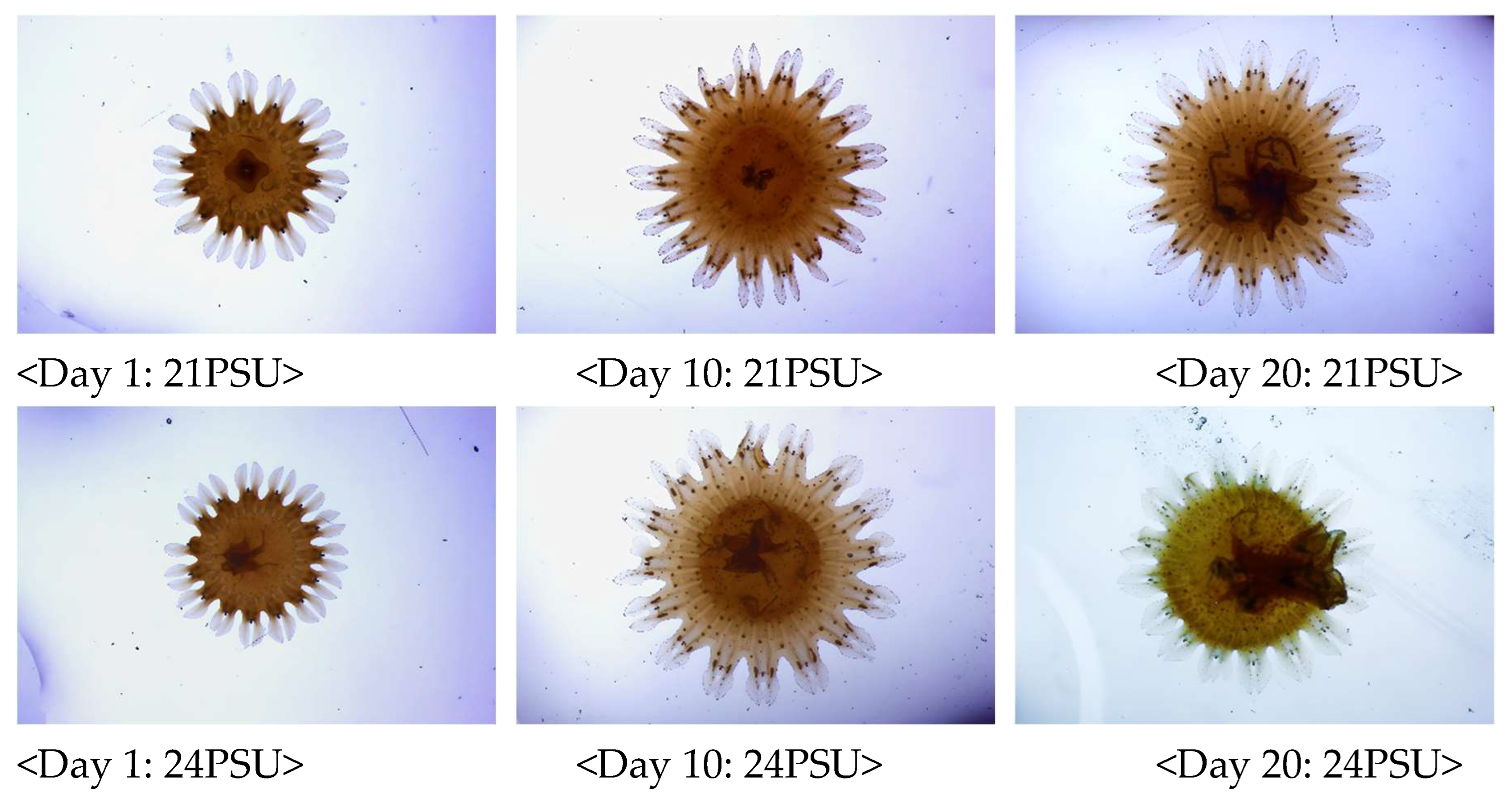 Preprints 152024 g004a