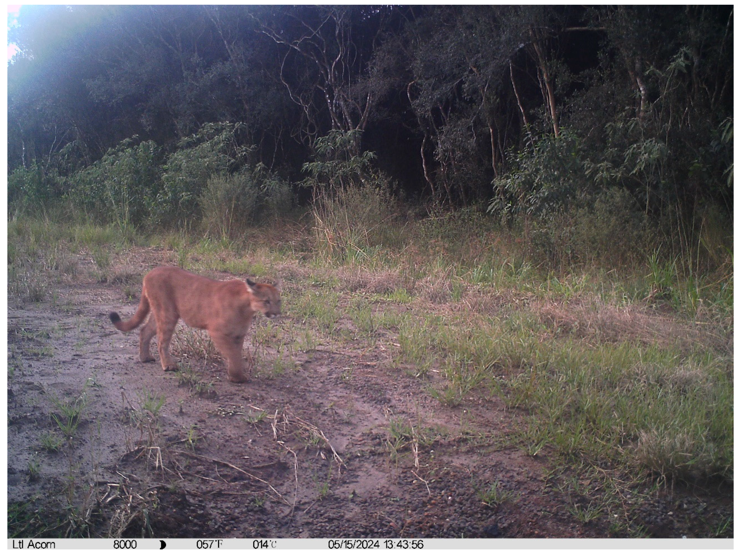 Preprints 201865 g001