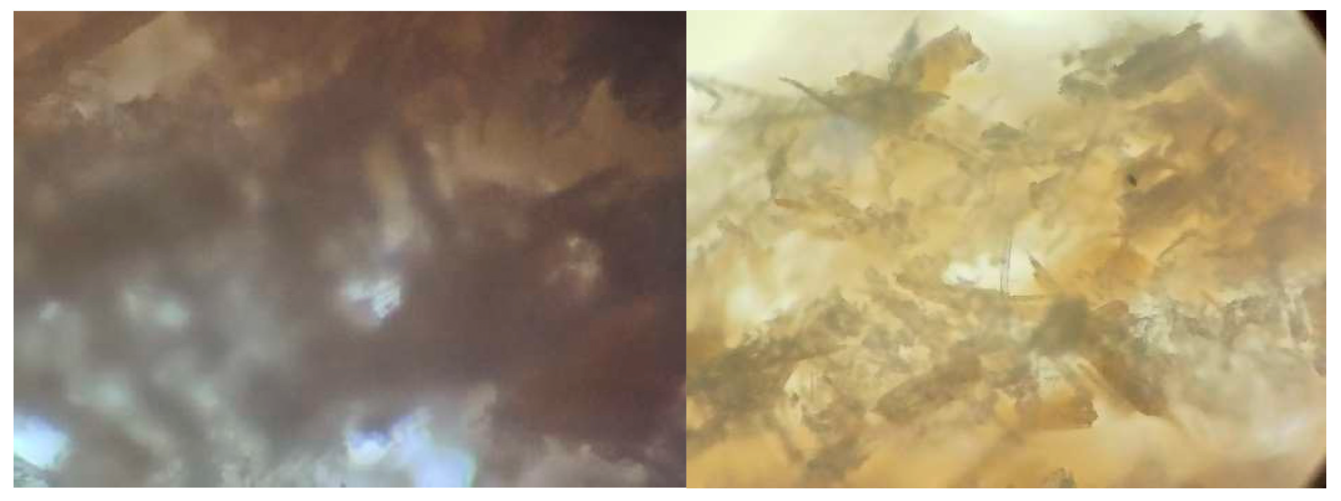 Preprints 144737 g018