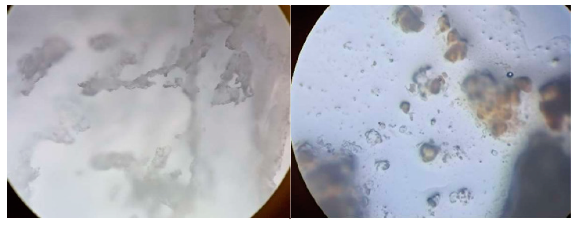 Preprints 144737 g020