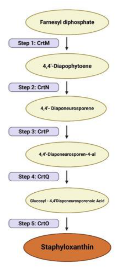 Preprints 216567 g001 Preprints 216567 g001