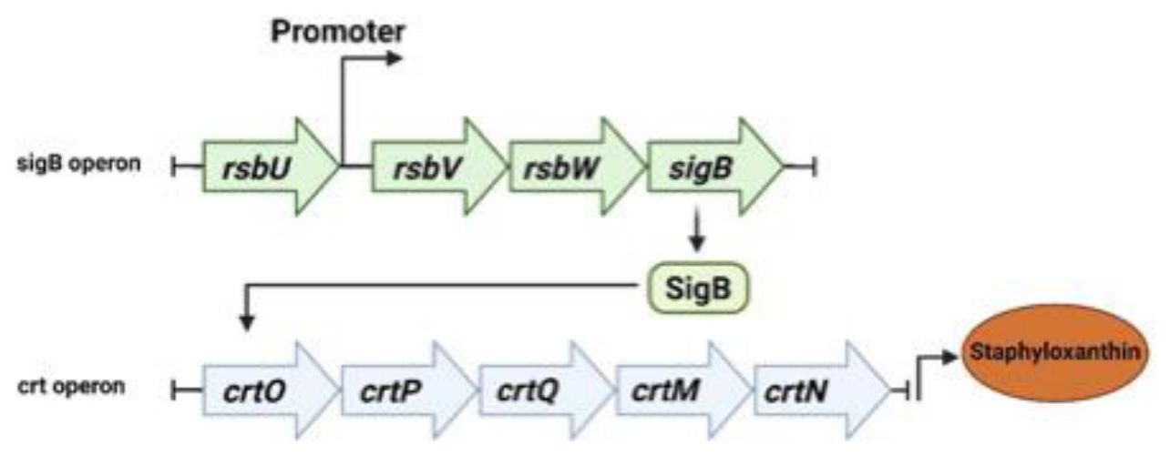 Preprints 216567 g002 Preprints 216567 g002