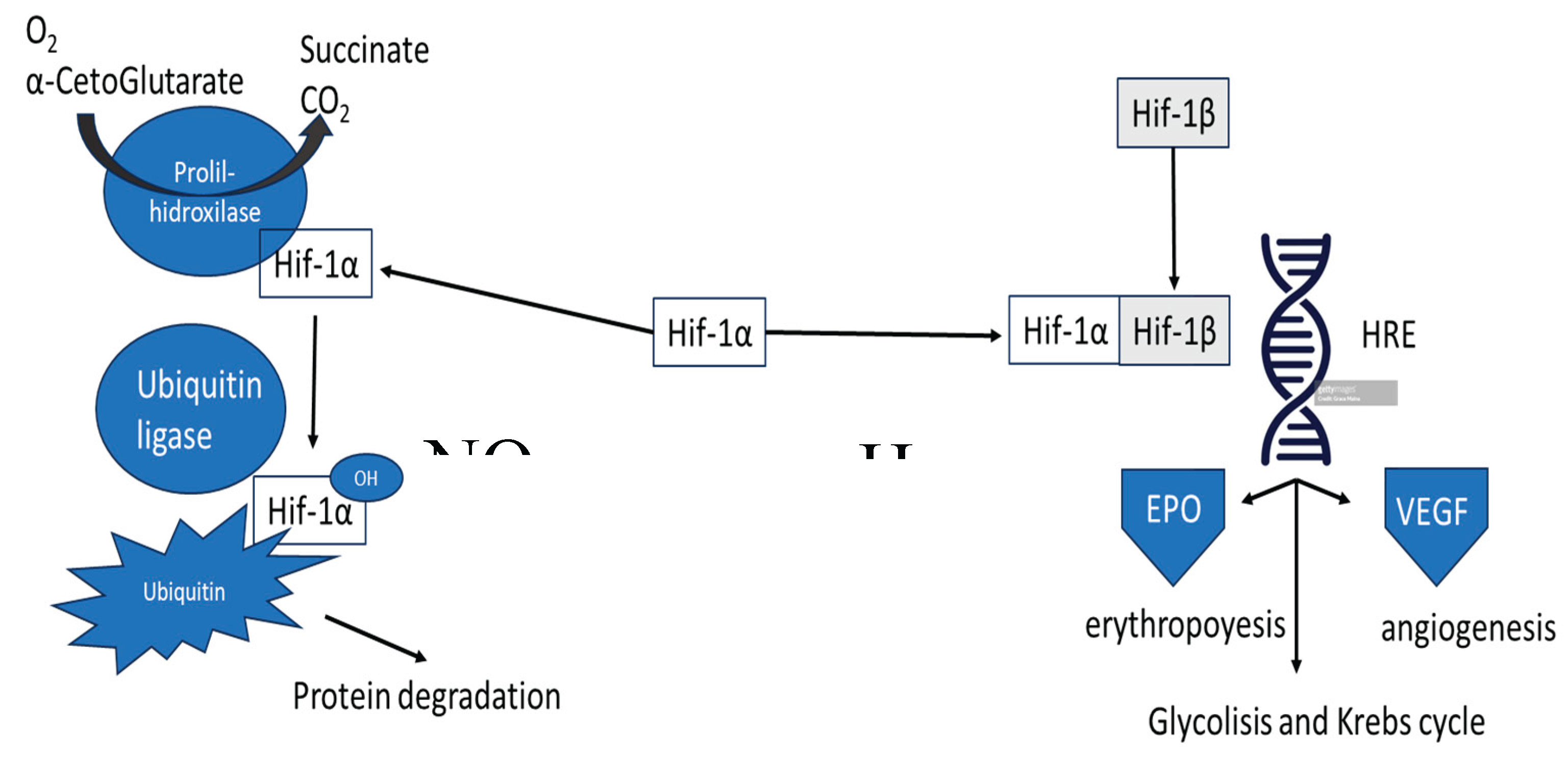 Preprints 190982 g001