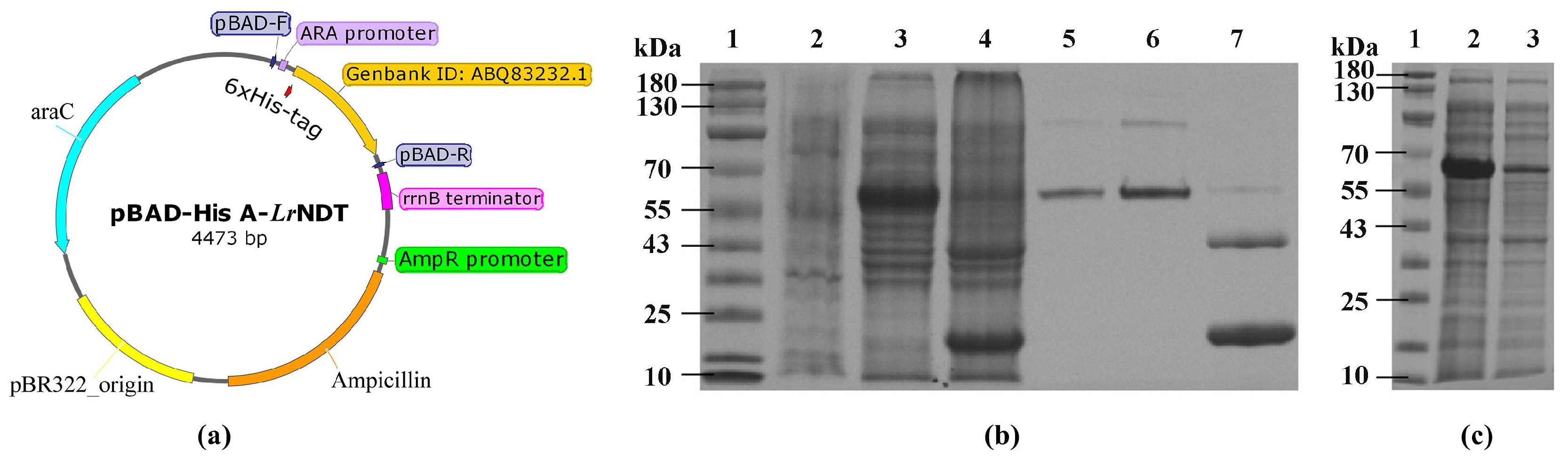 Preprints 101299 g001