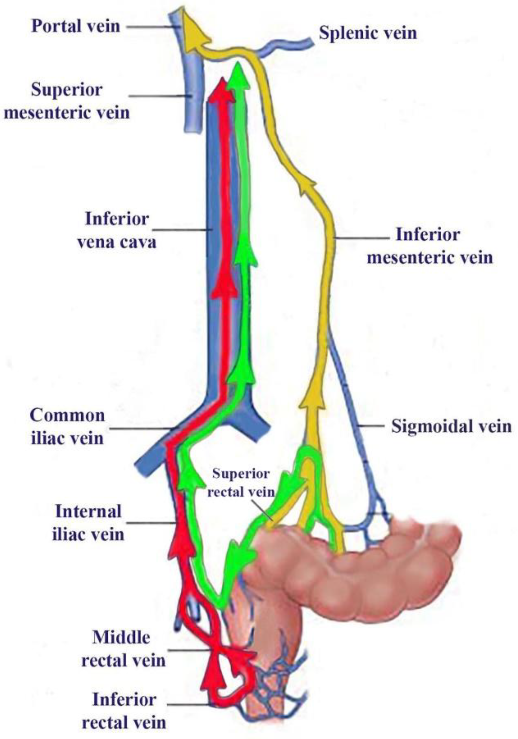 Preprints 168328 g002