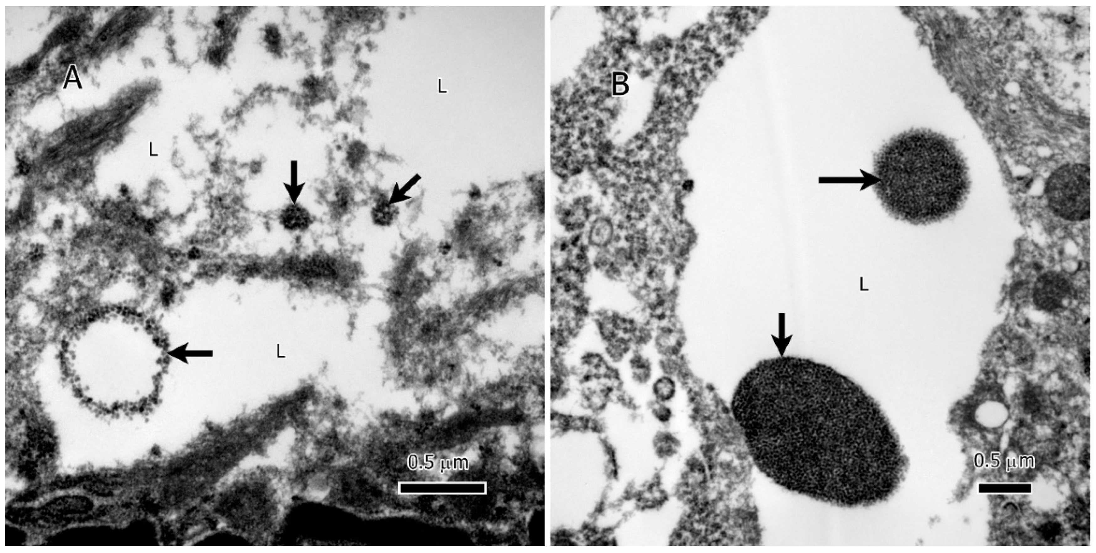 Preprints 85746 g004