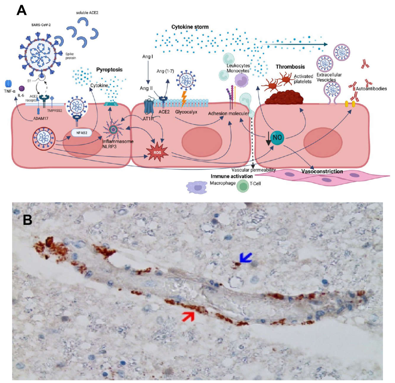 Preprints 219090 g005
