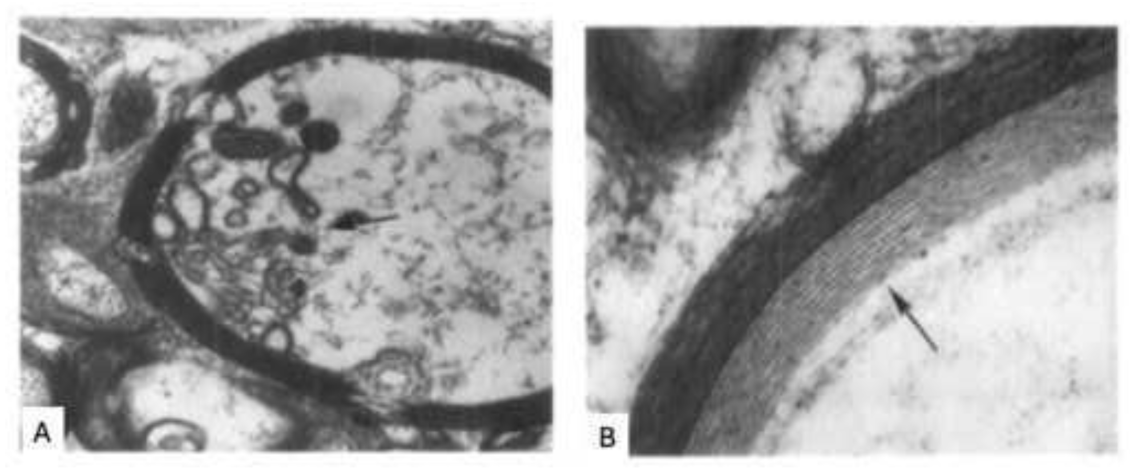 Preprints 188782 g001
