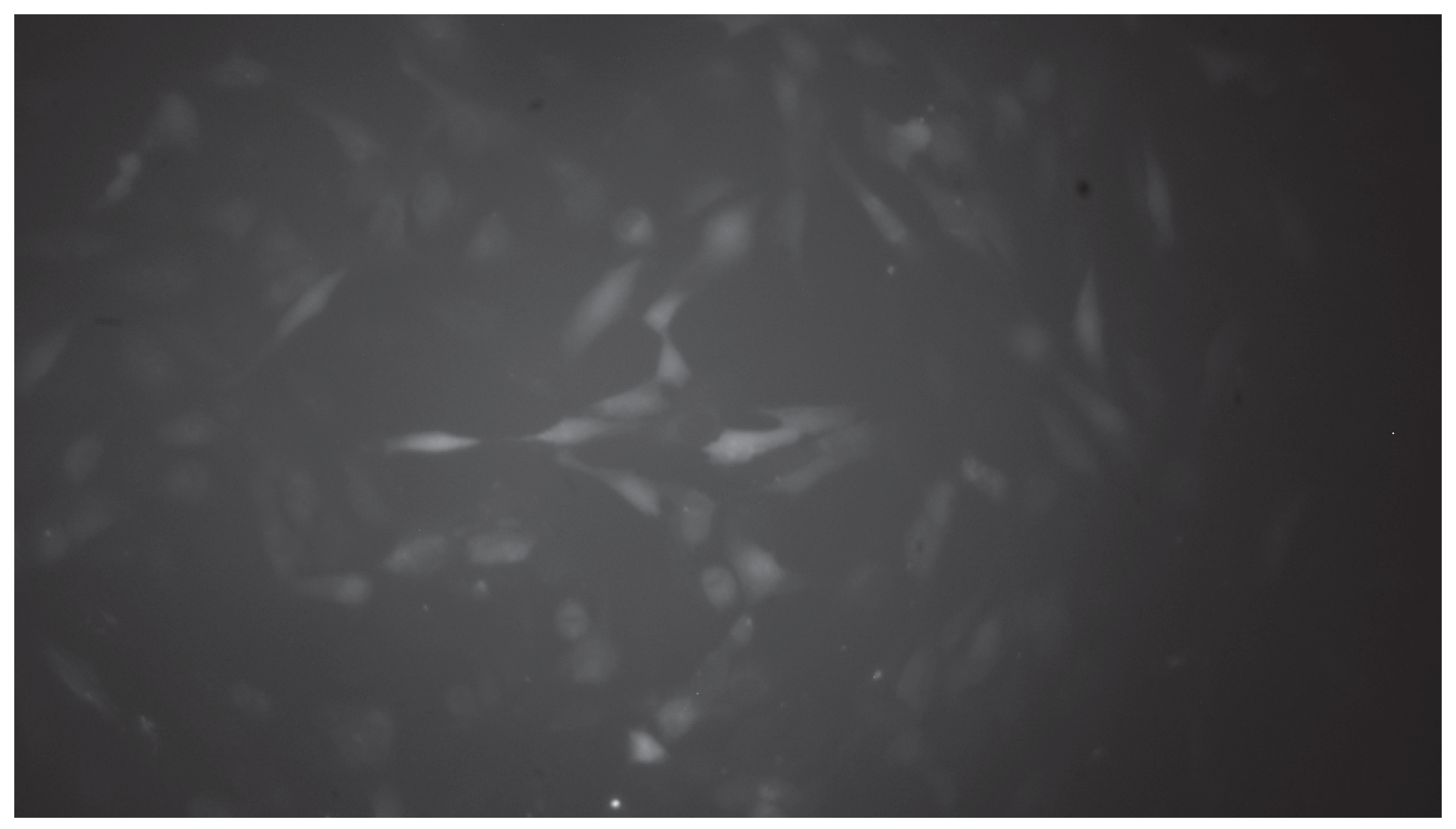 Preprints 230118 g002