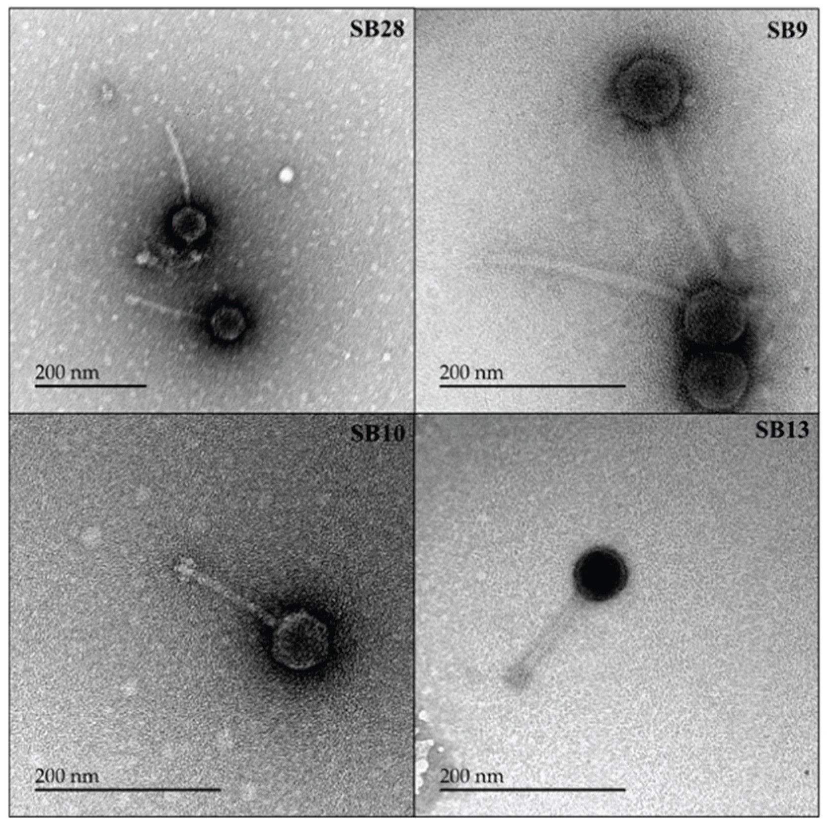Preprints 100878 g006