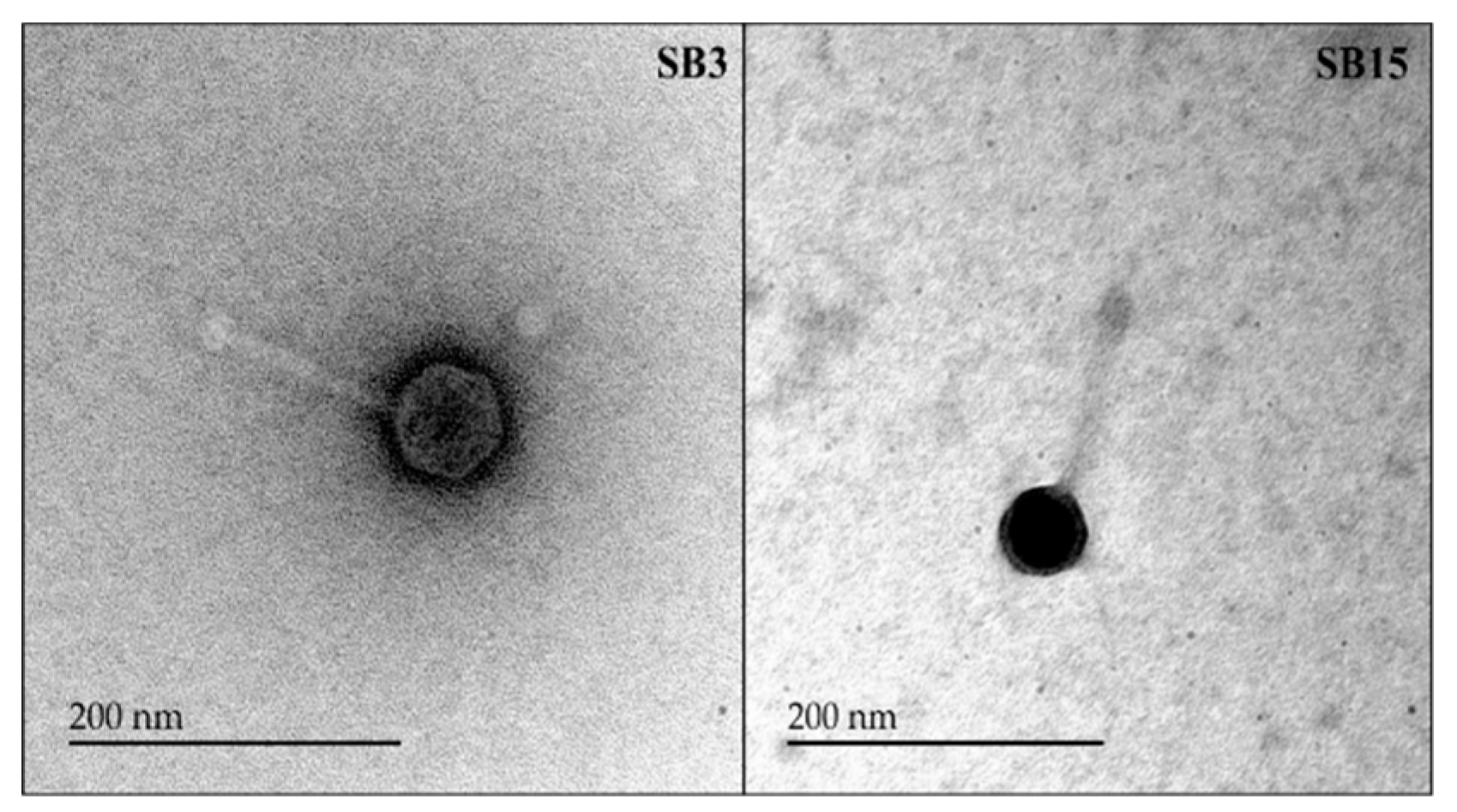 Preprints 100878 g007