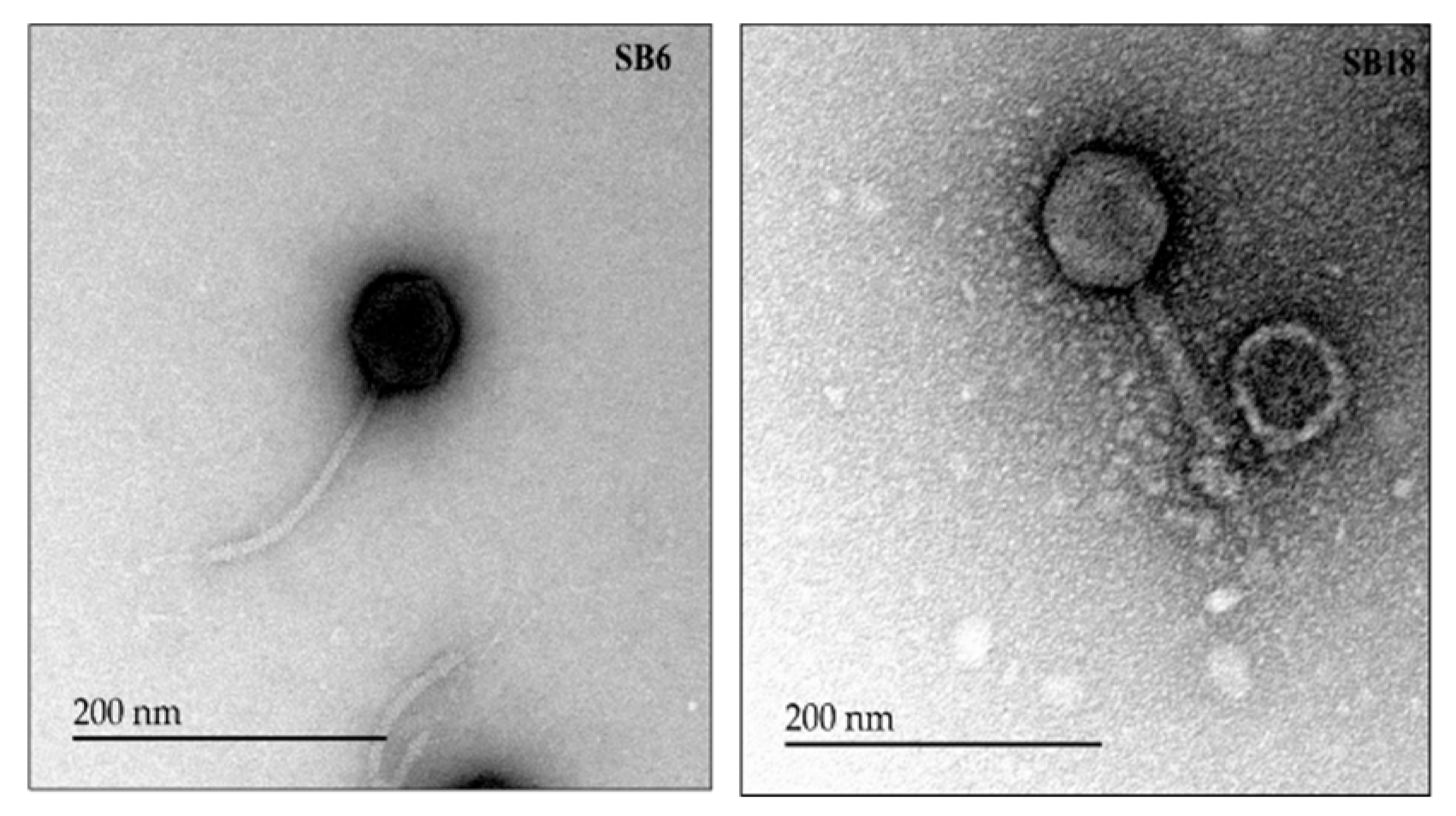 Preprints 100878 g008