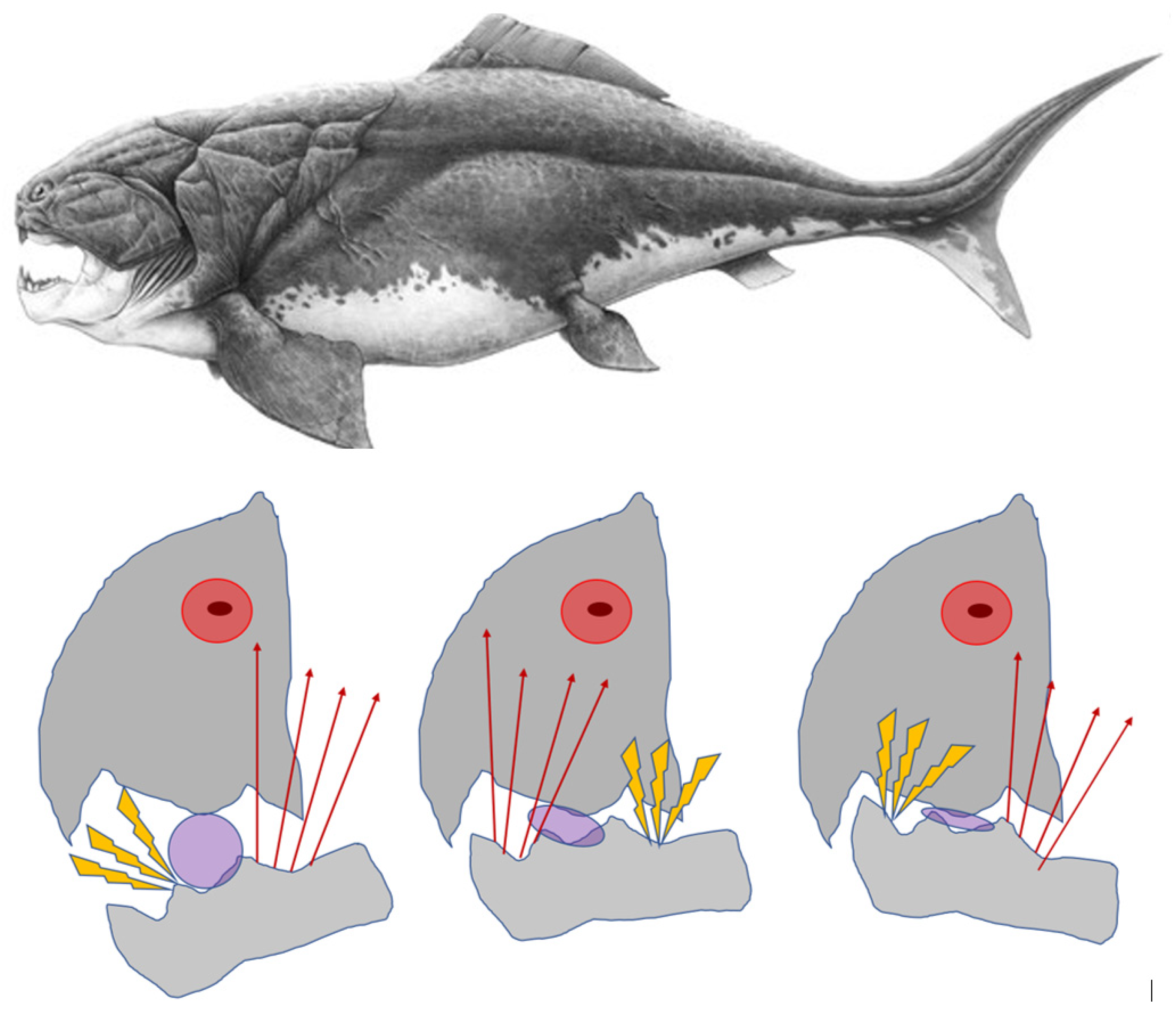 Preprints 72916 g001