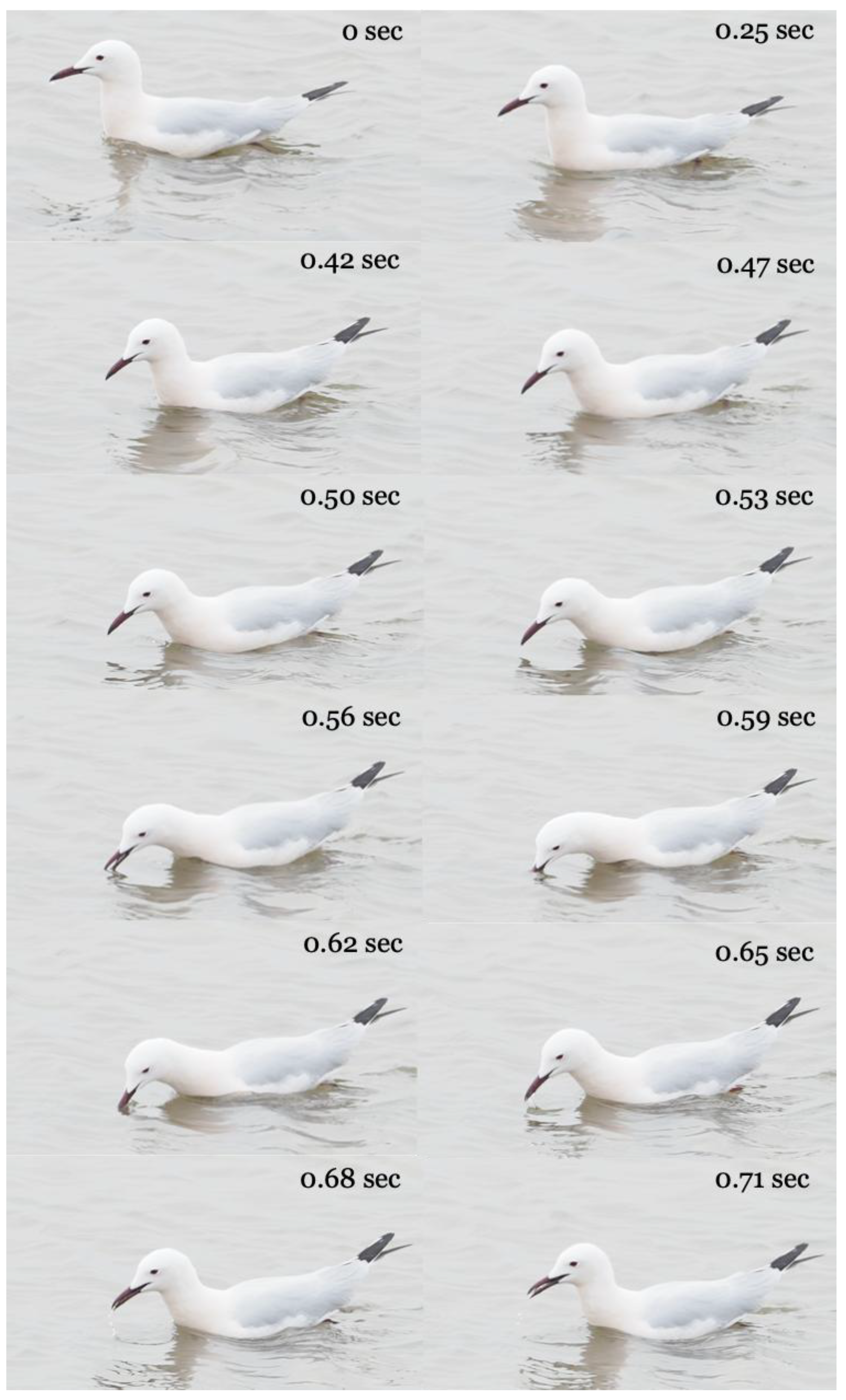 Preprints 168706 g001