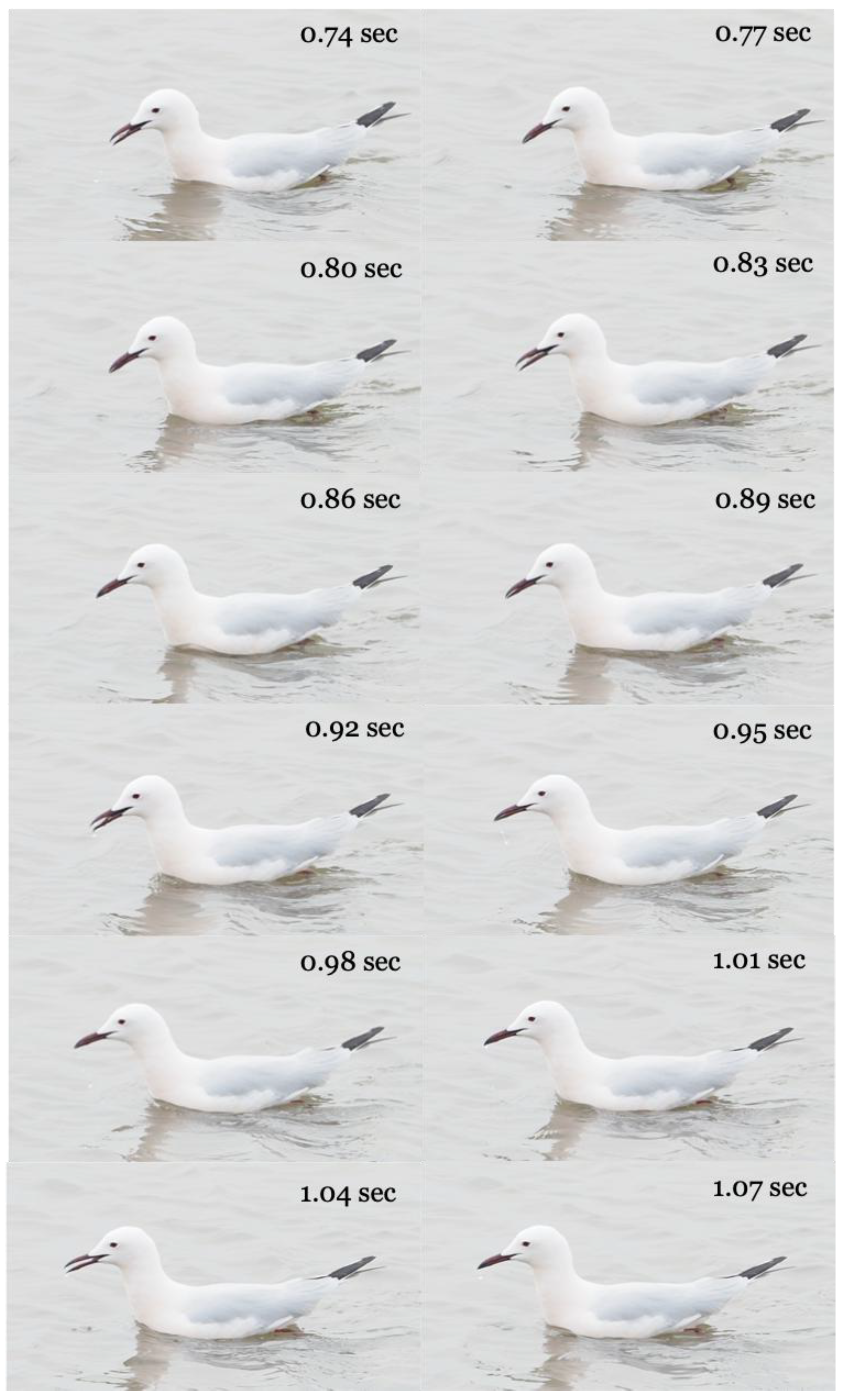 Preprints 168706 g002