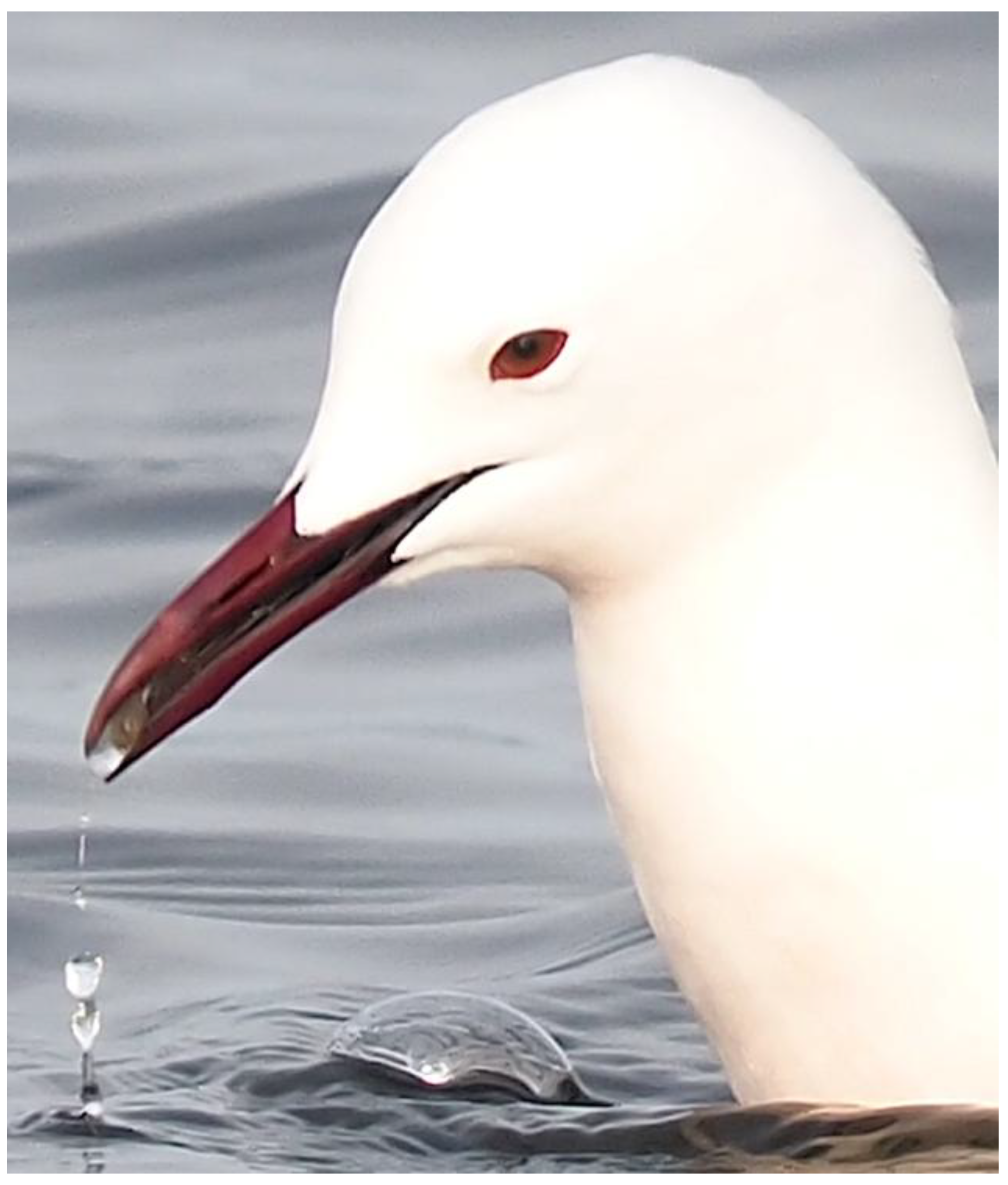 Preprints 168706 g003