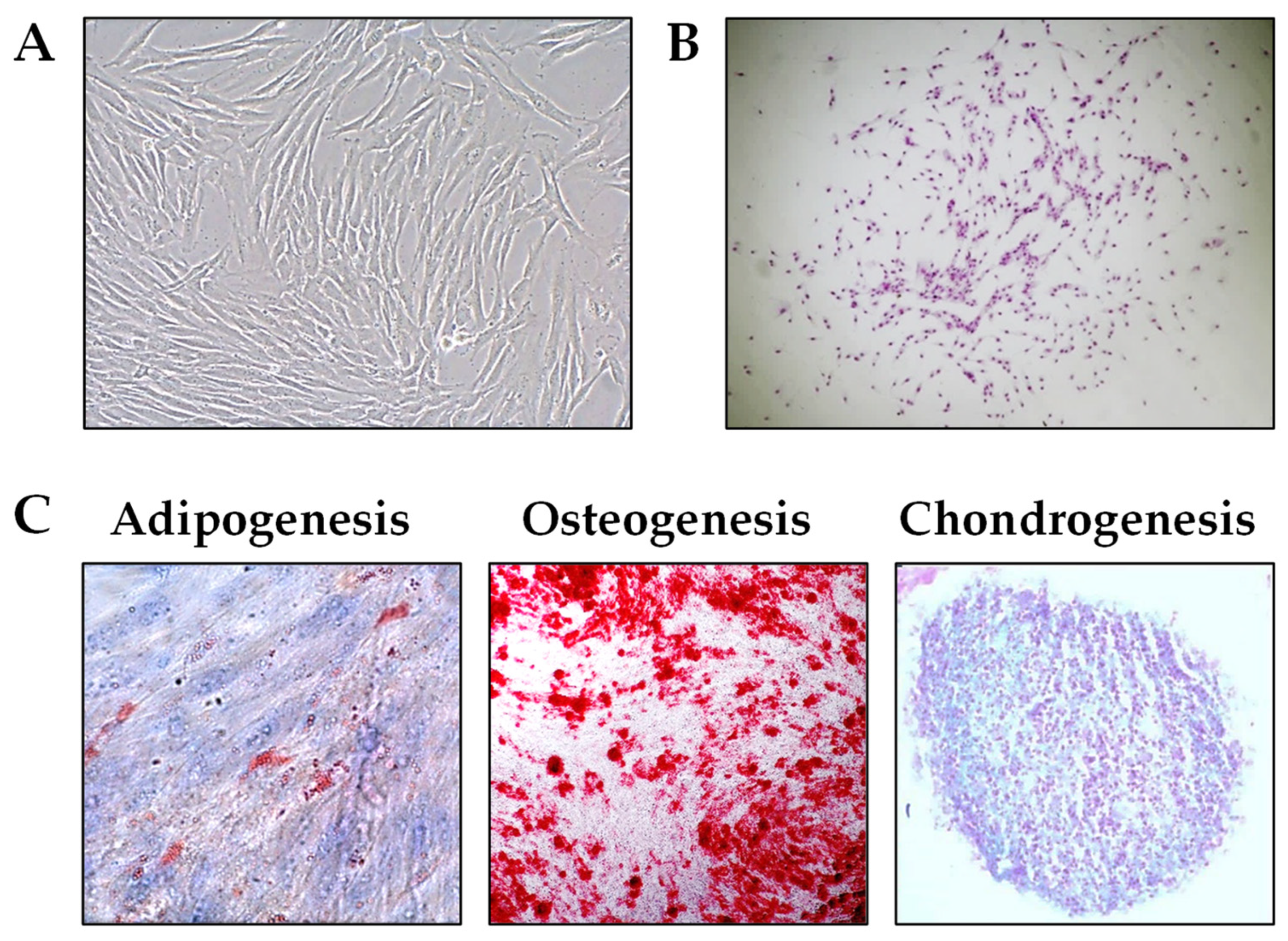 Preprints 152202 g001
