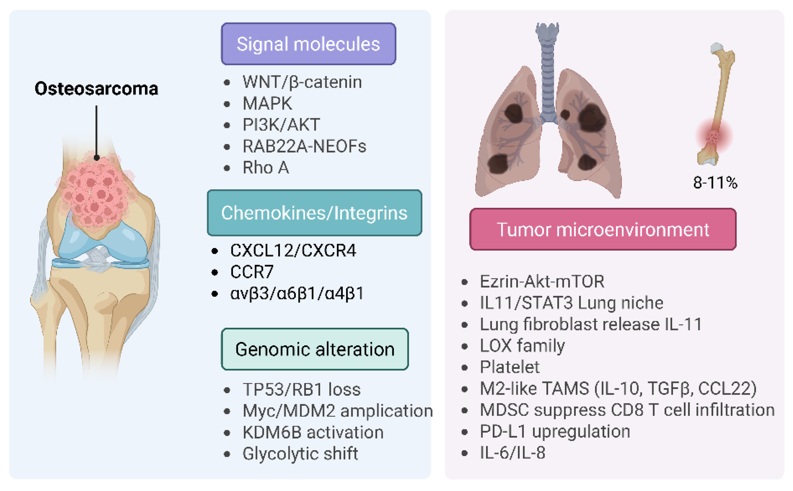 ベル Mechanisms of Cancer Metastasis: Dormancy, Immune Evasion, Pre