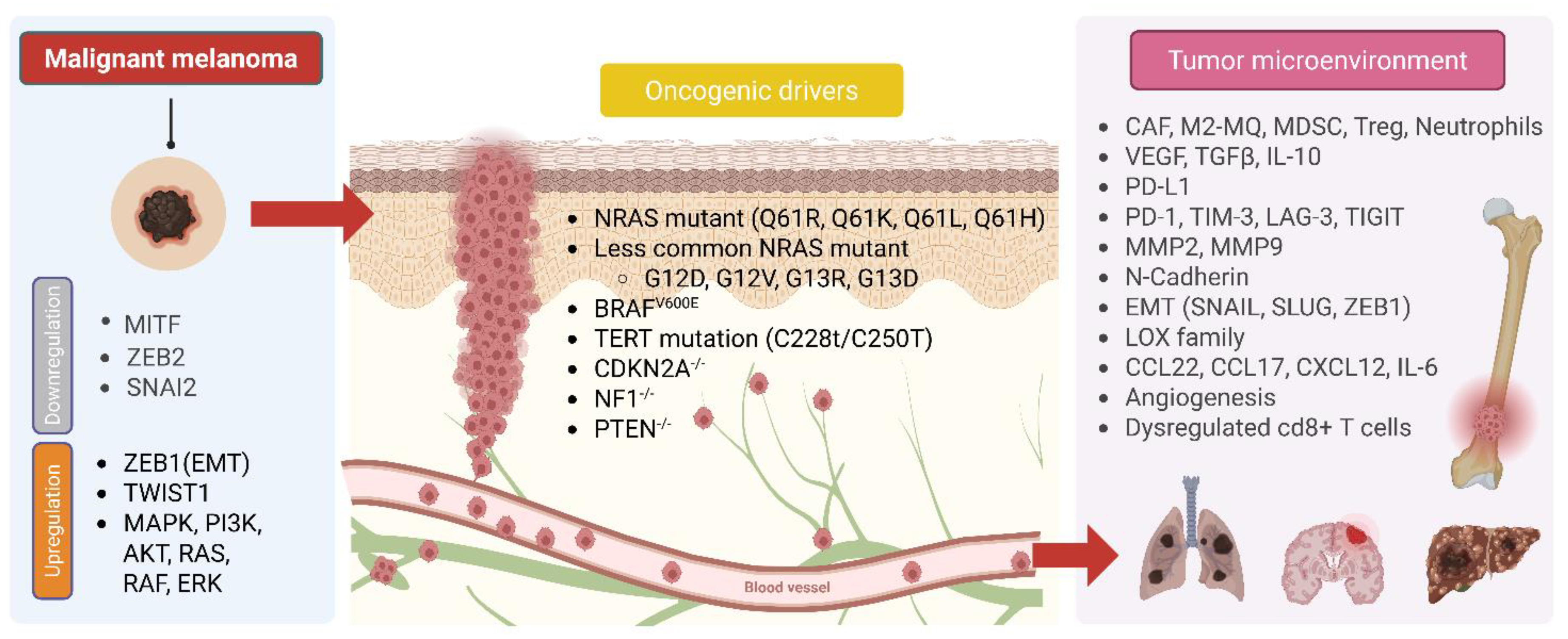 ベル Mechanisms of Cancer Metastasis: Dormancy, Immune Evasion, Pre