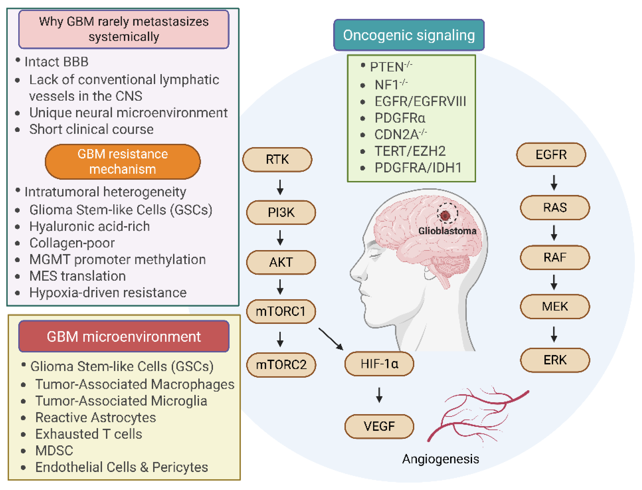 Mechanisms of Cancer Metastasis: Dormancy, Immune Evasion, Pre
