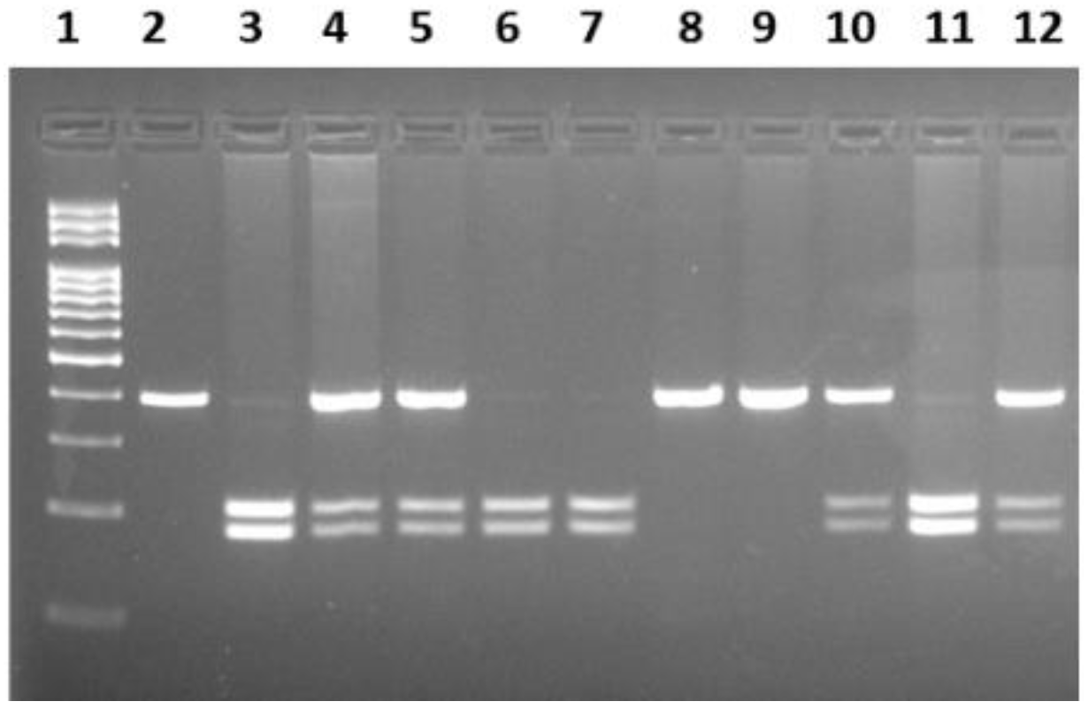 Preprints 159340 g001
