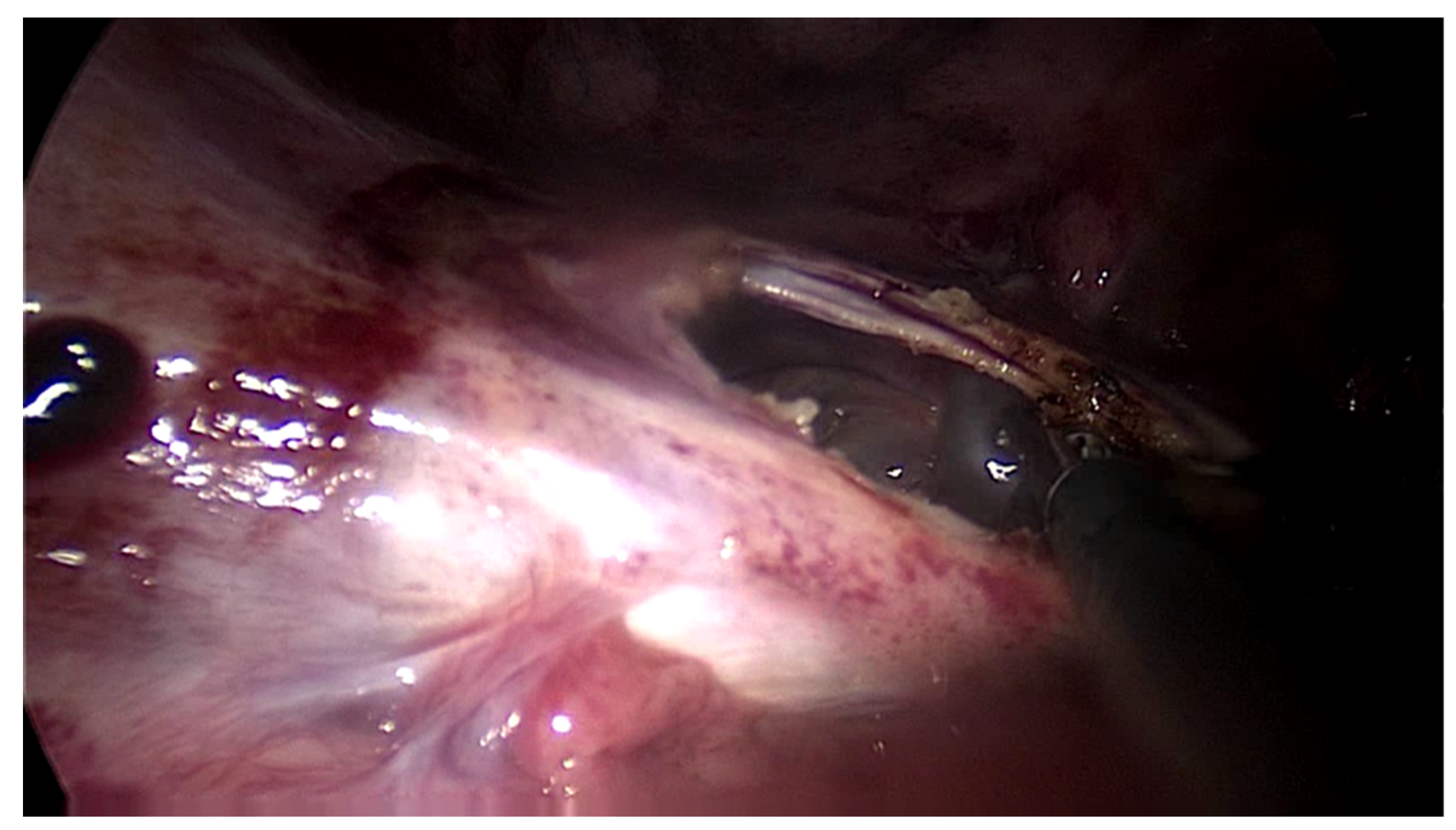 Preprints 102954 g002