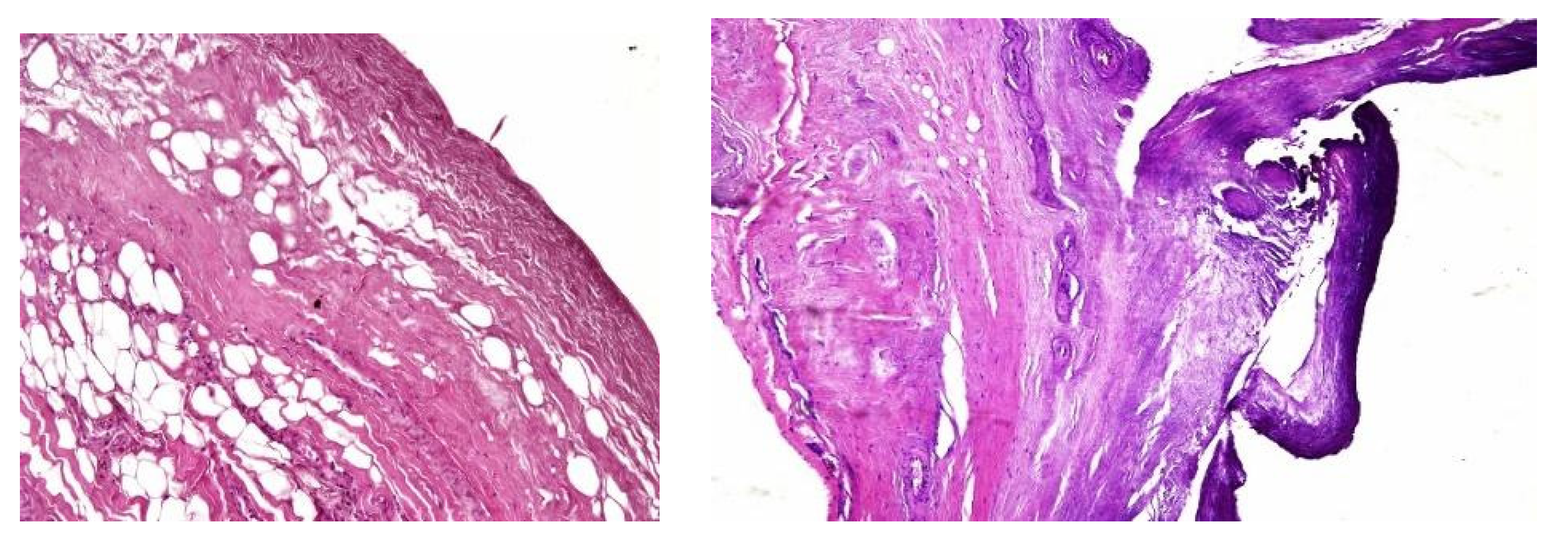 Preprints 102954 g003
