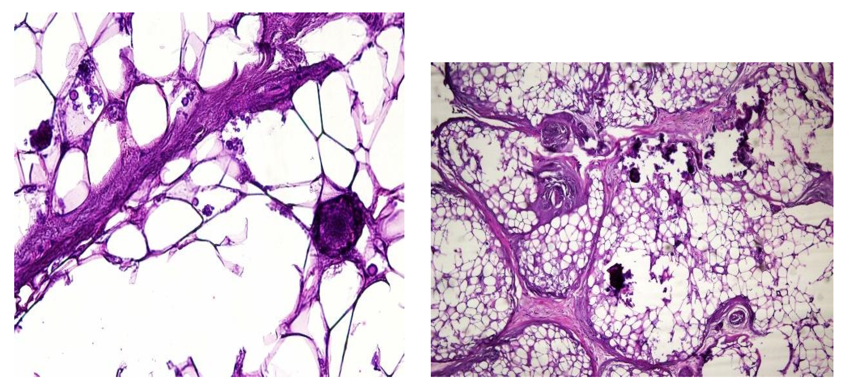 Preprints 102954 g004