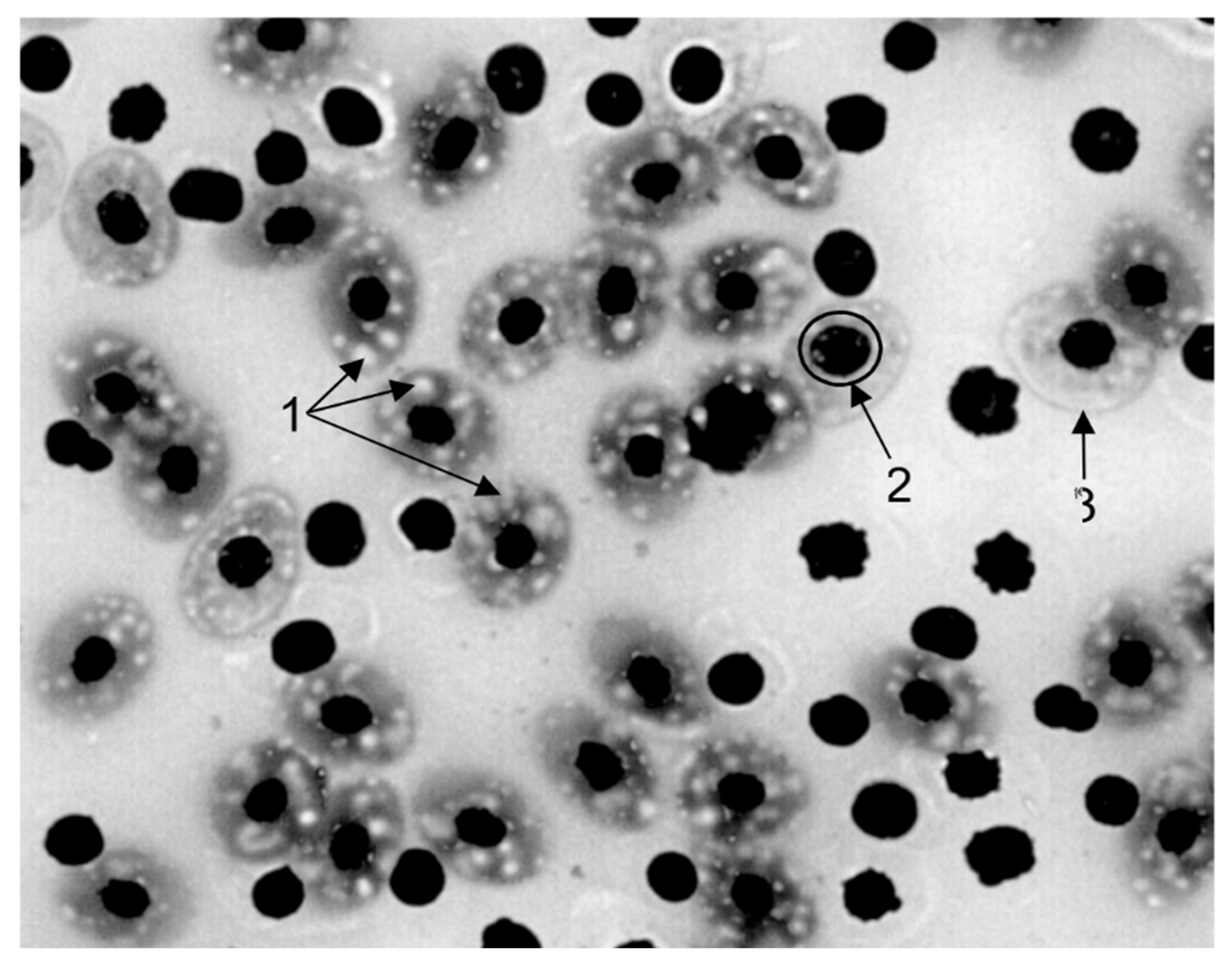 Preprints 179998 g015