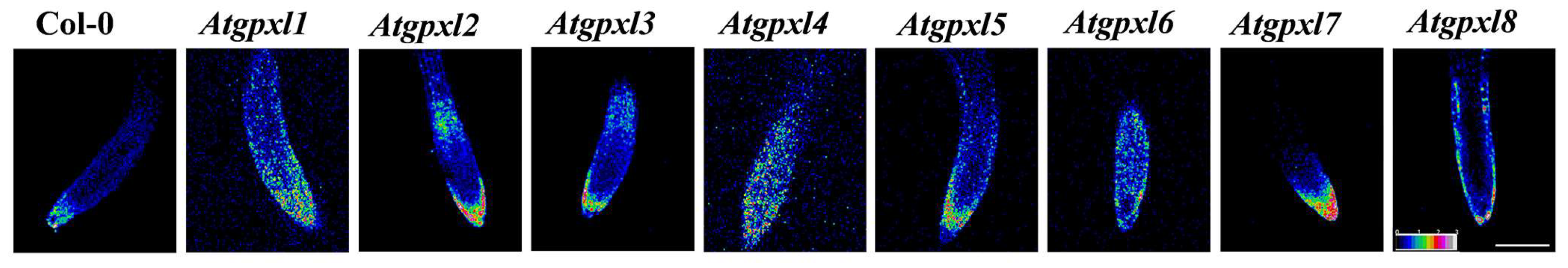 Preprints 150858 g001