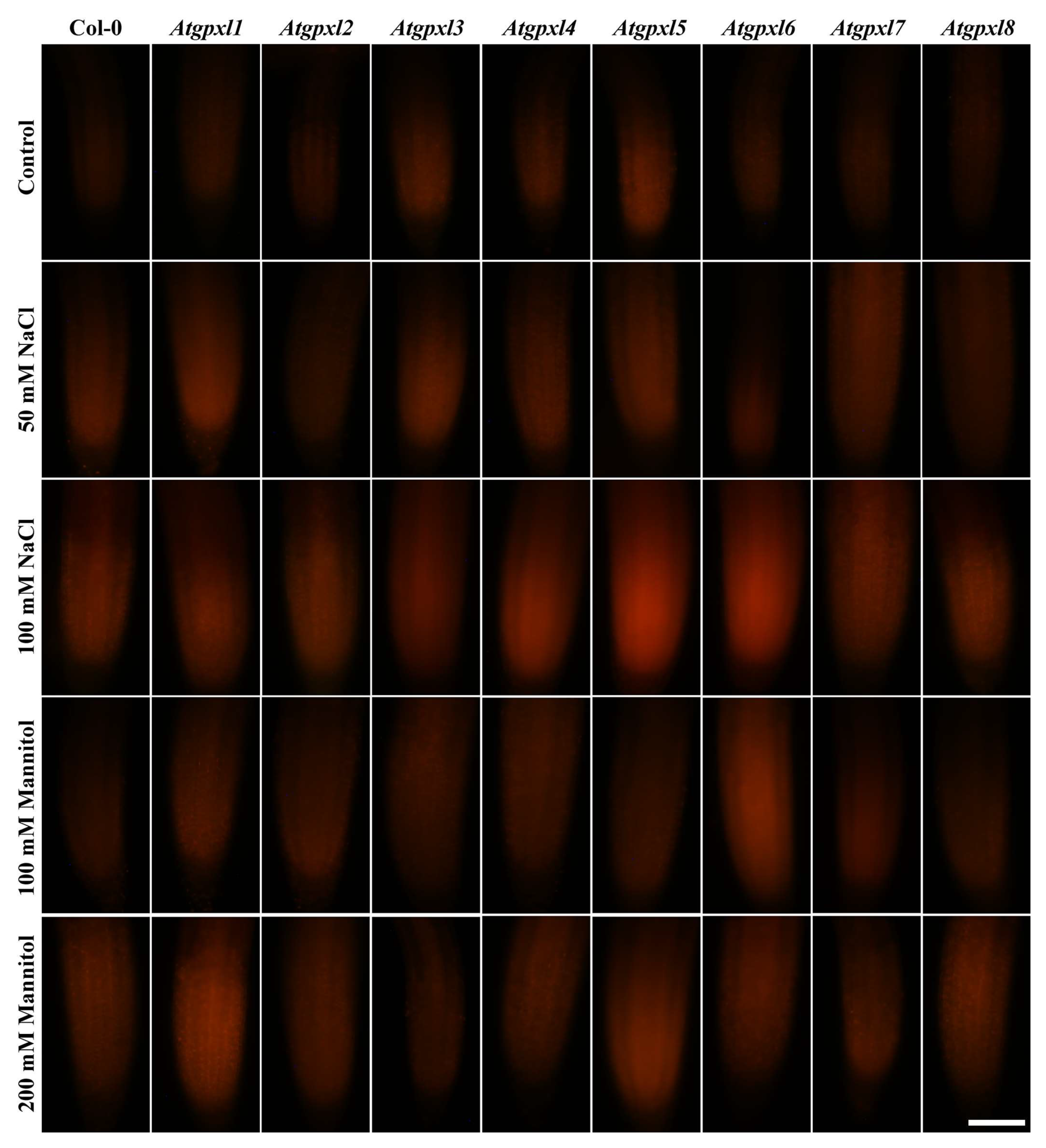 Preprints 150858 g004