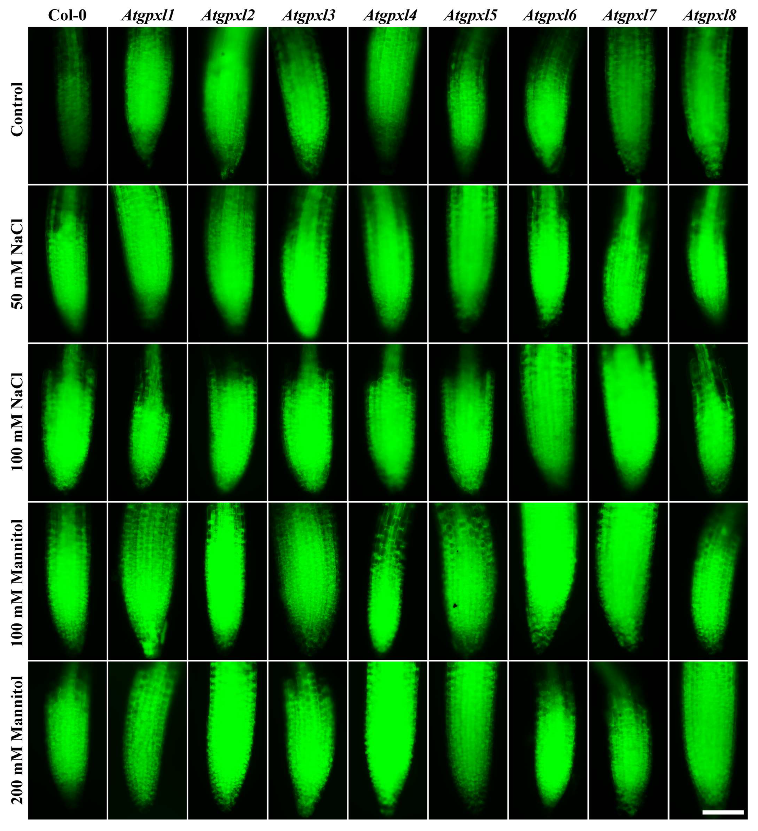 Preprints 150858 g005