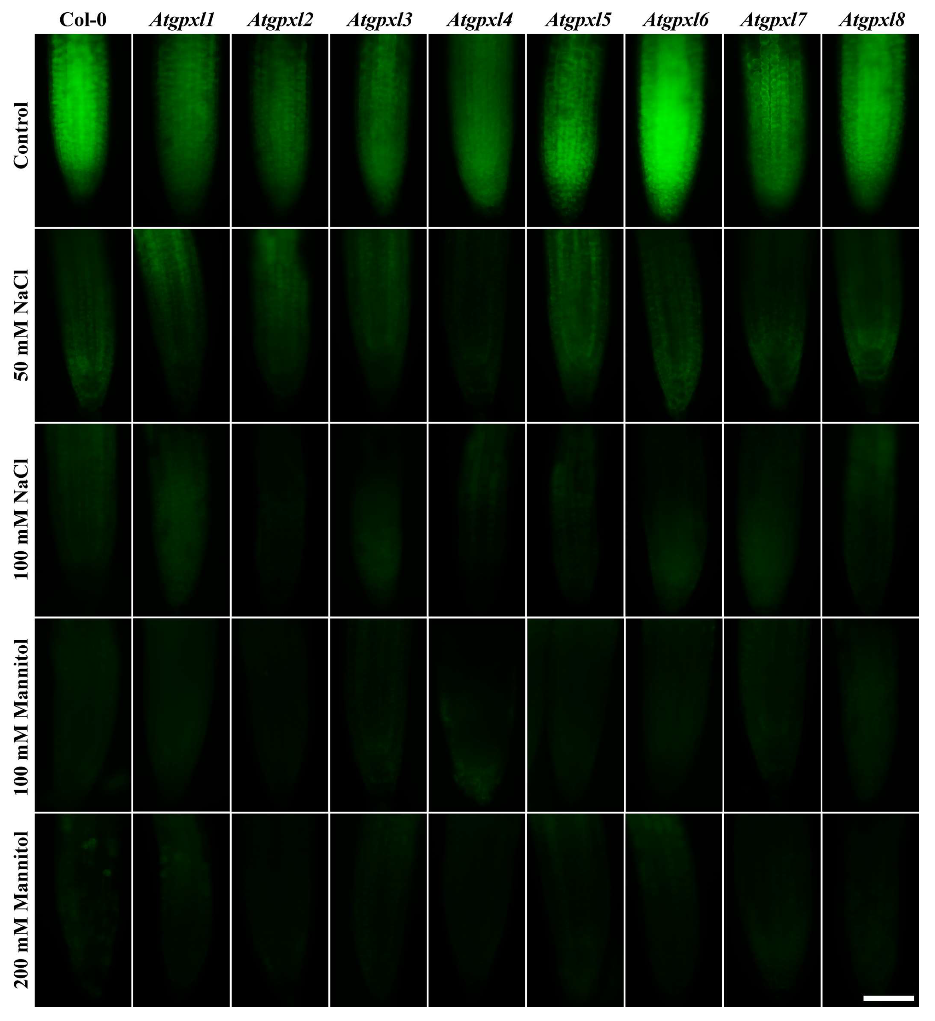 Preprints 150858 g006
