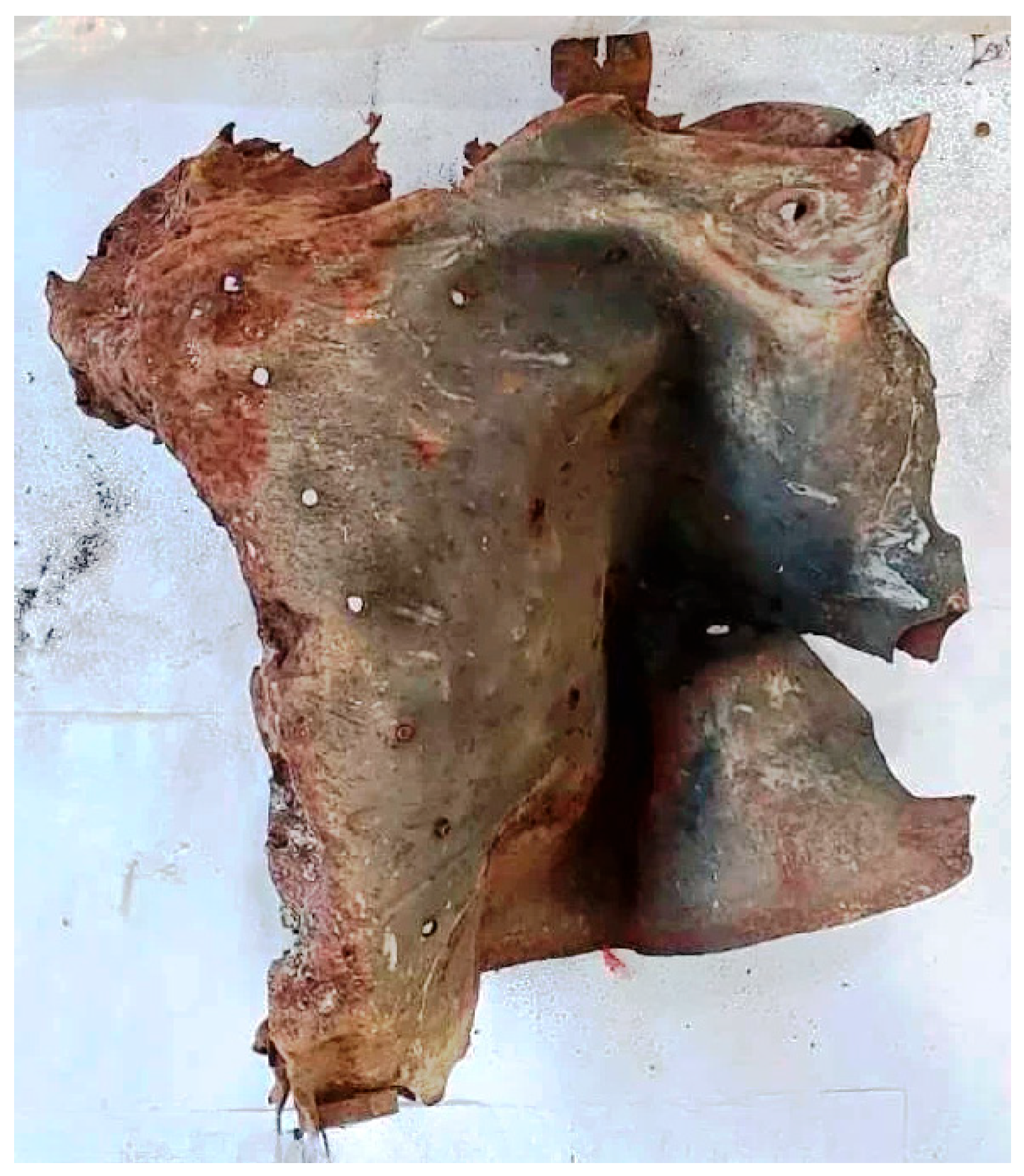 Preprints 182291 g006