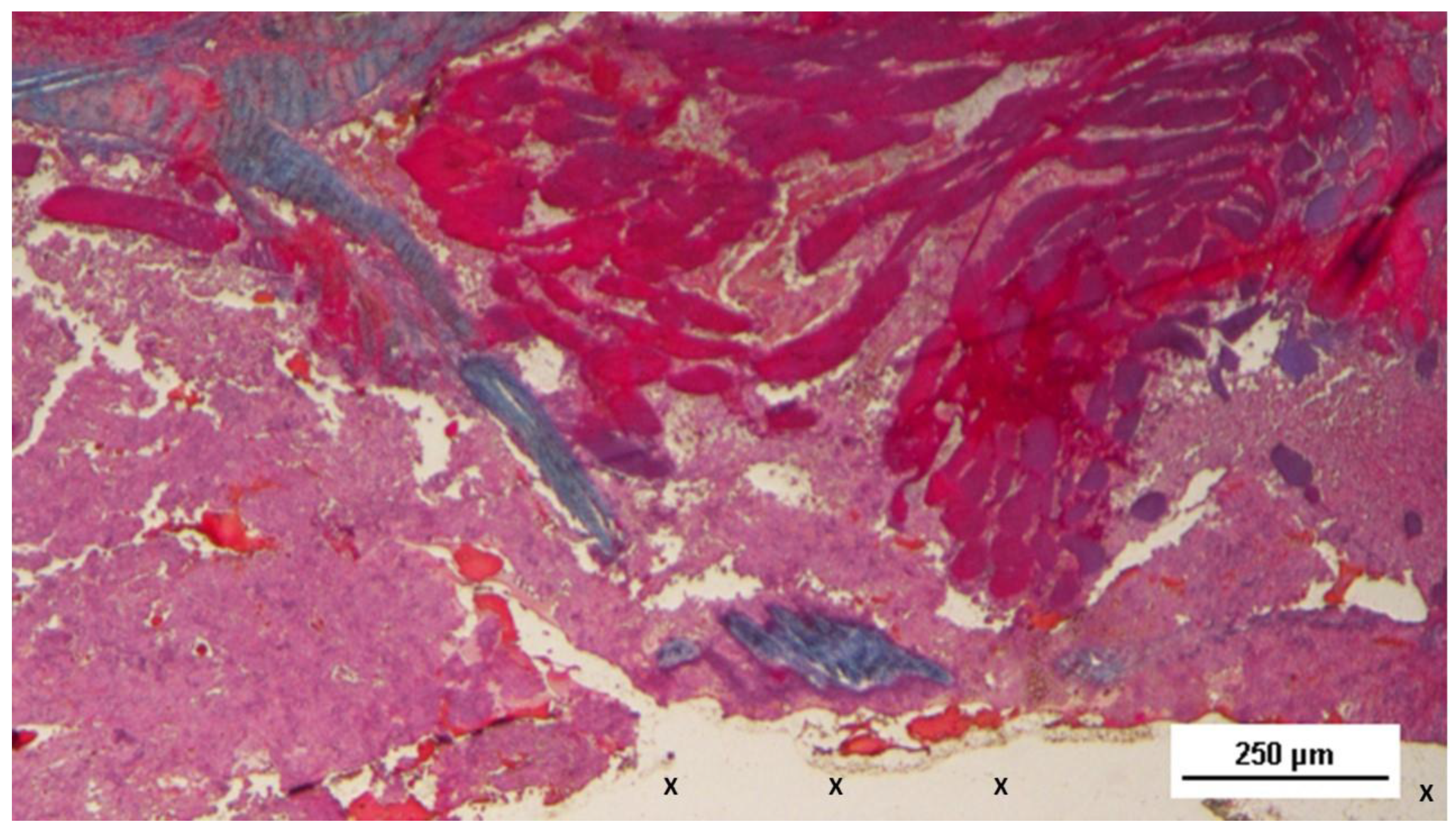 Preprints 144368 g006