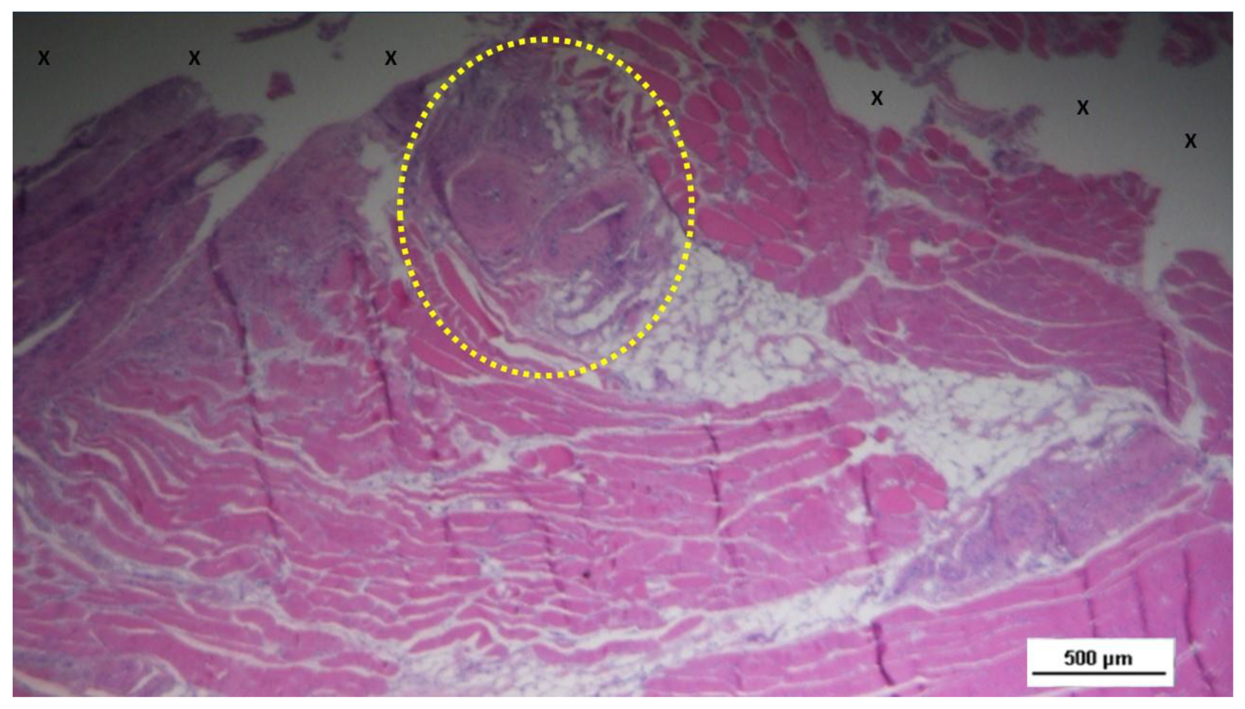 Preprints 144368 g007
