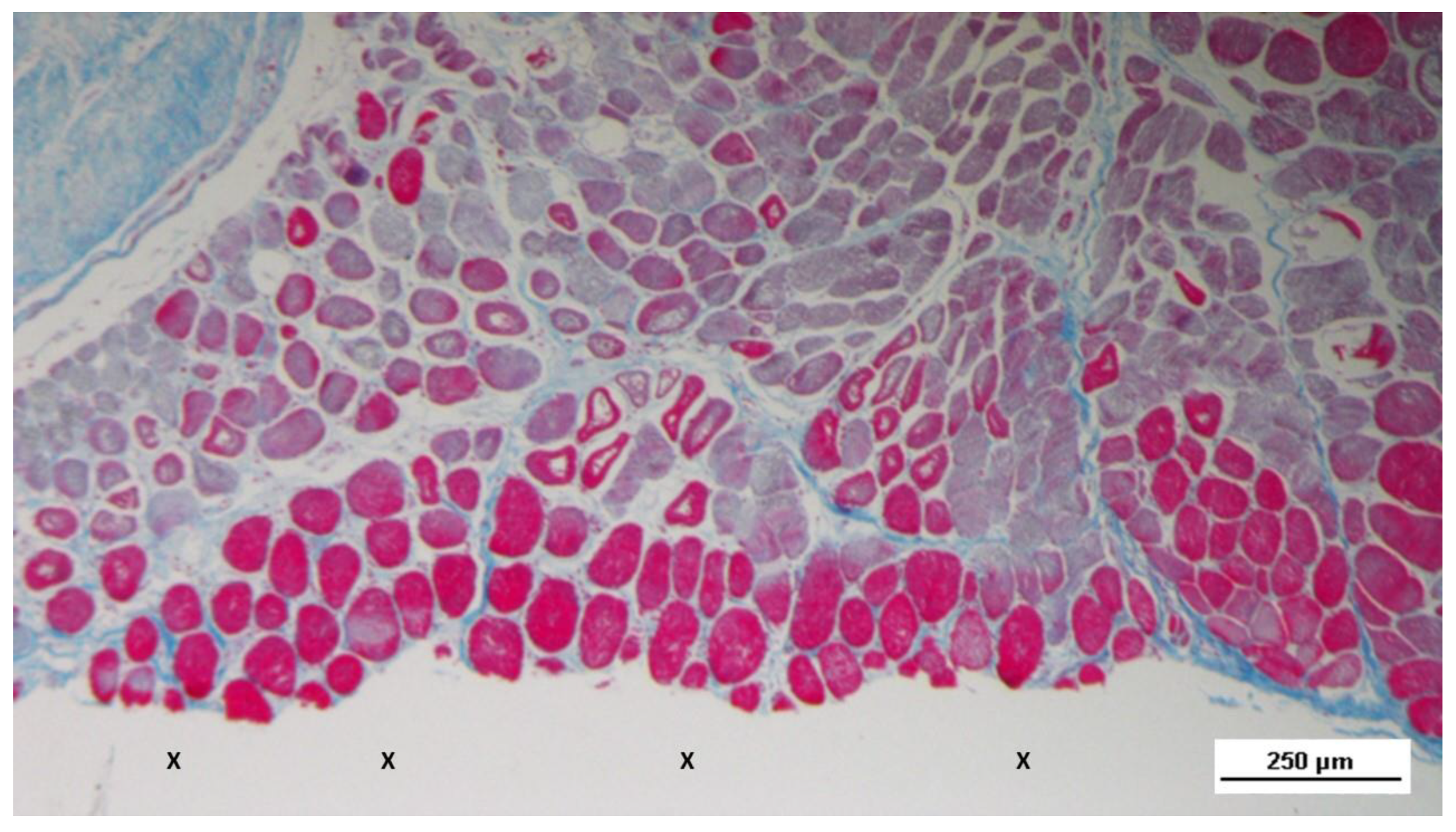 Preprints 144368 g009