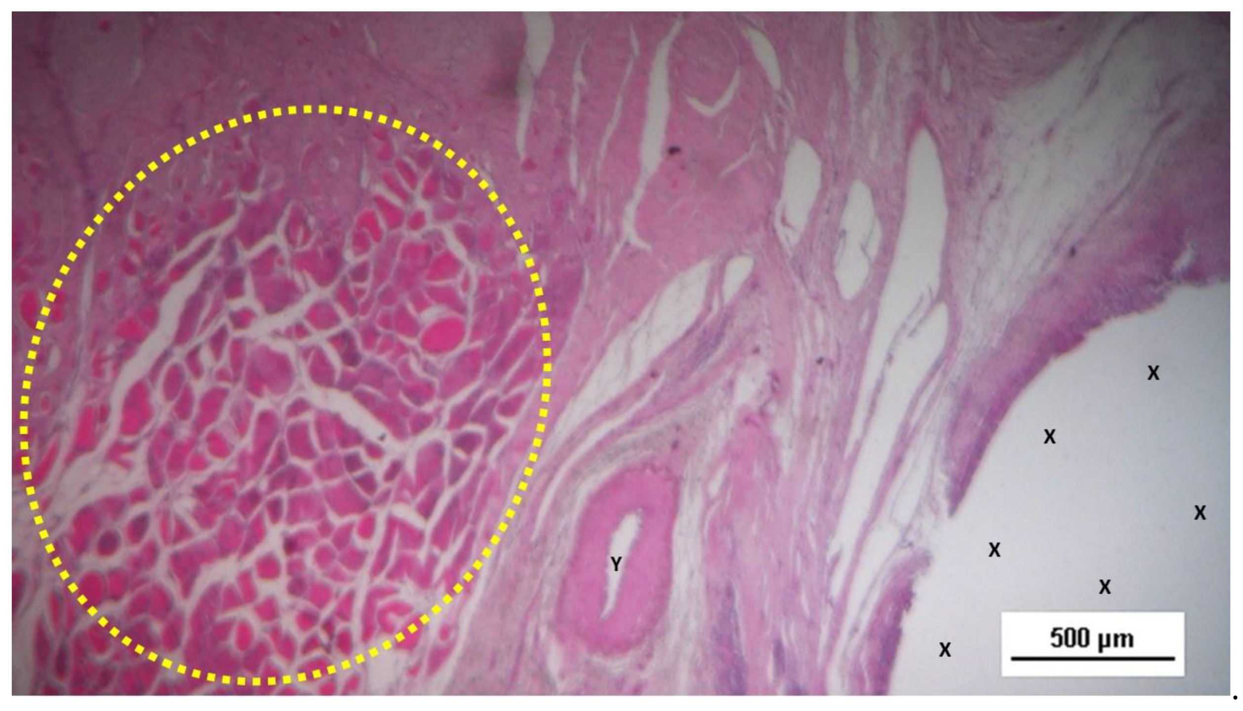 Preprints 144368 g011