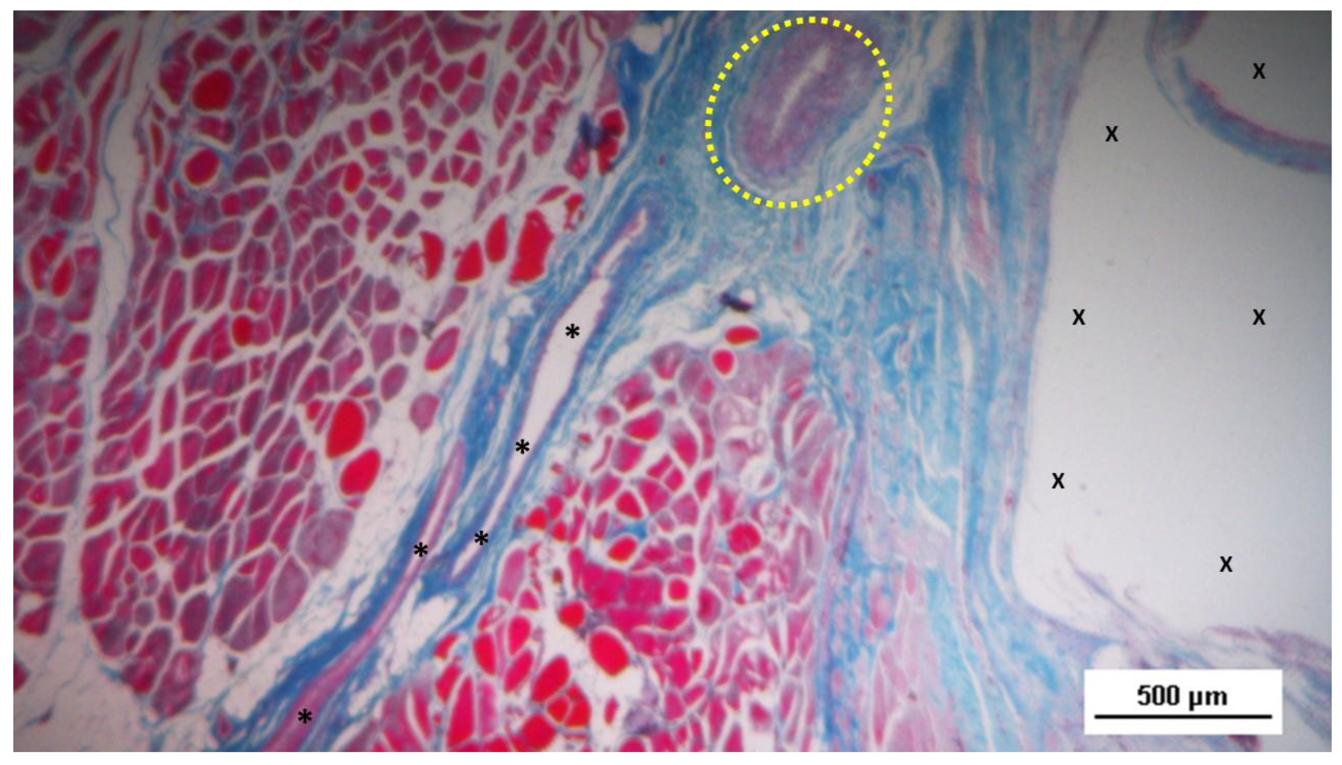 Preprints 144368 g013