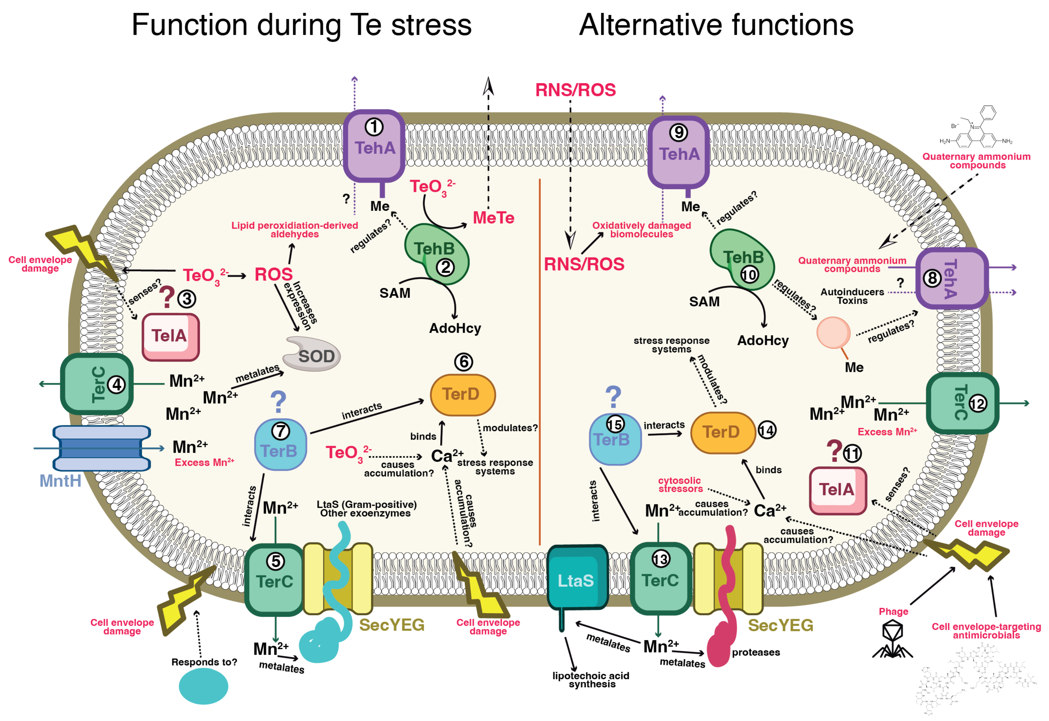 Preprints 156314 g001