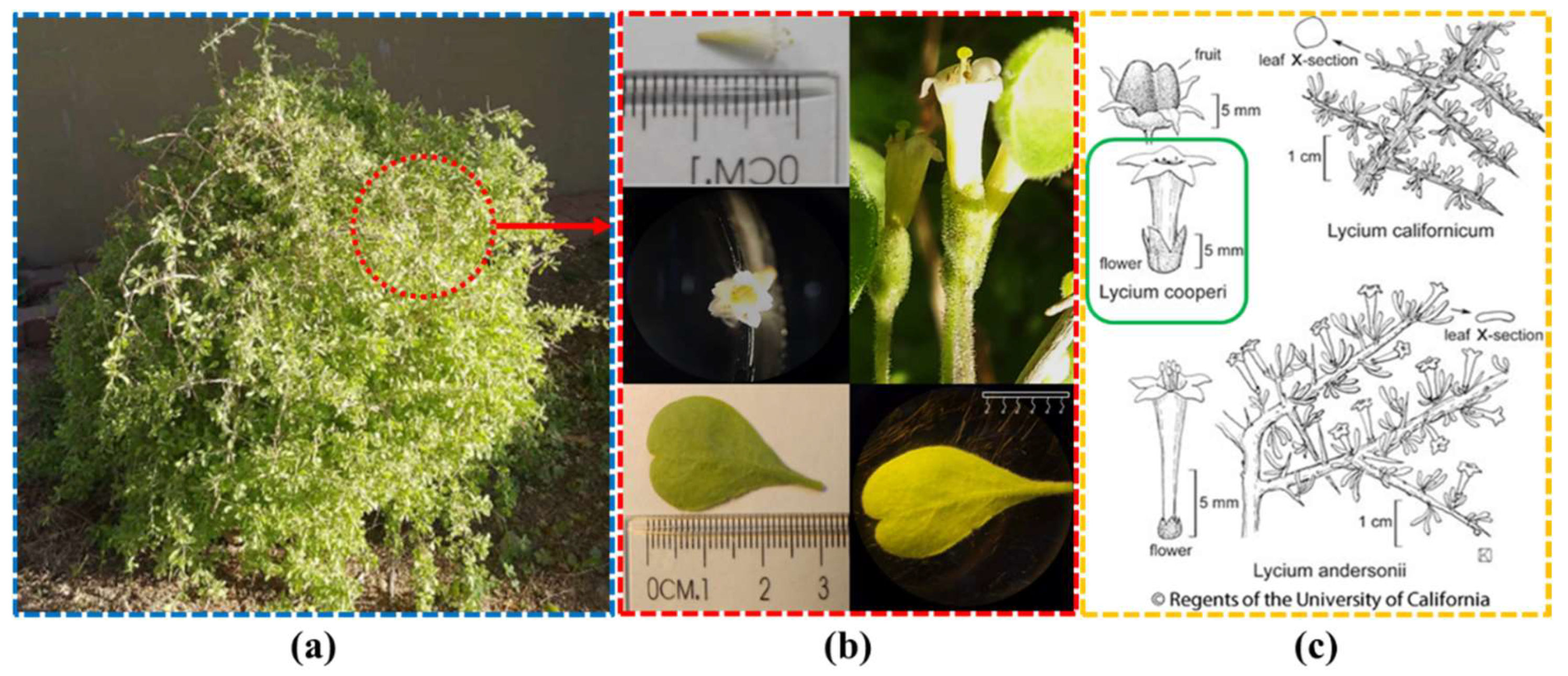 Preprints 139808 g001