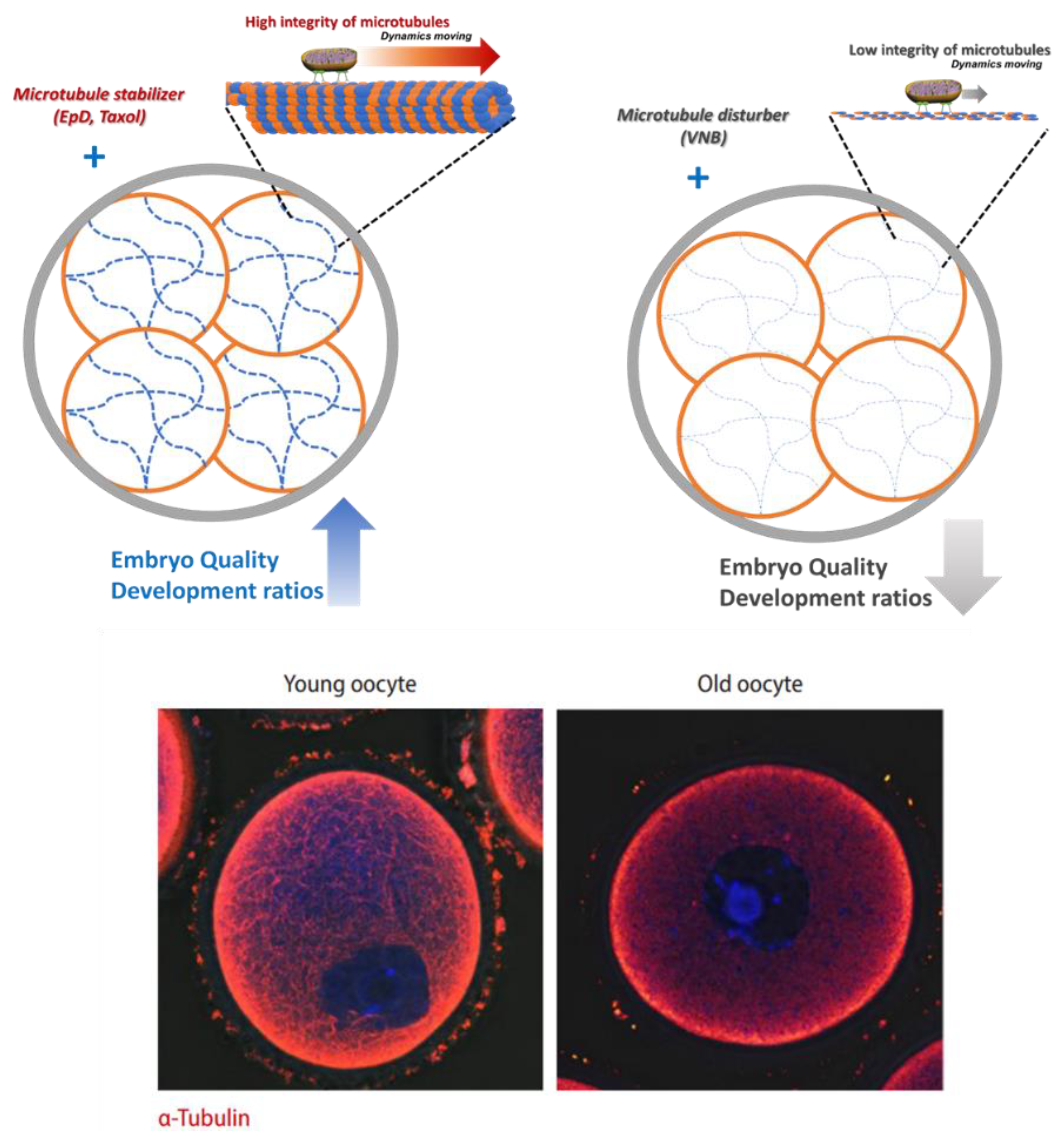Preprints 148928 g006
