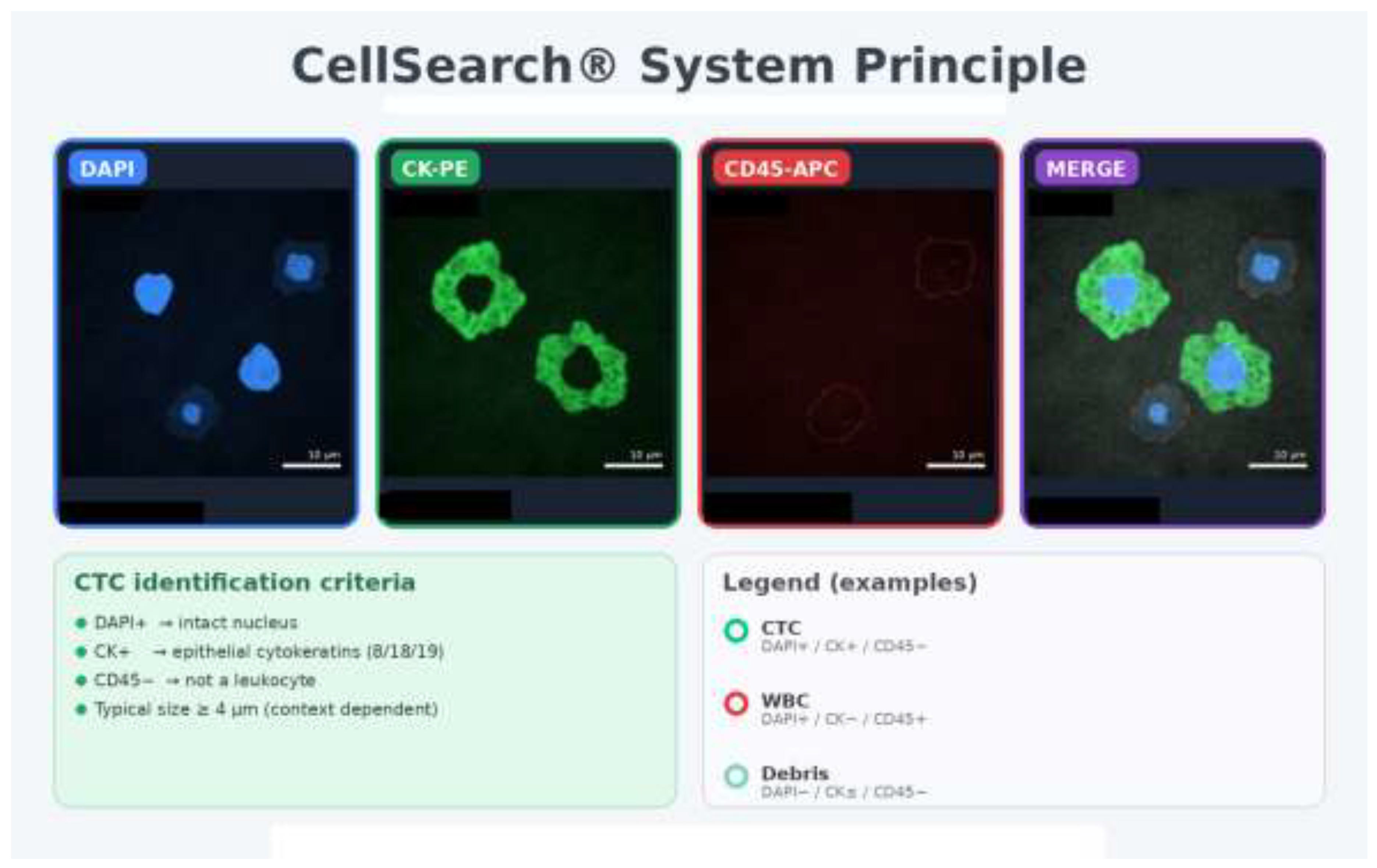 Preprints 197095 g004