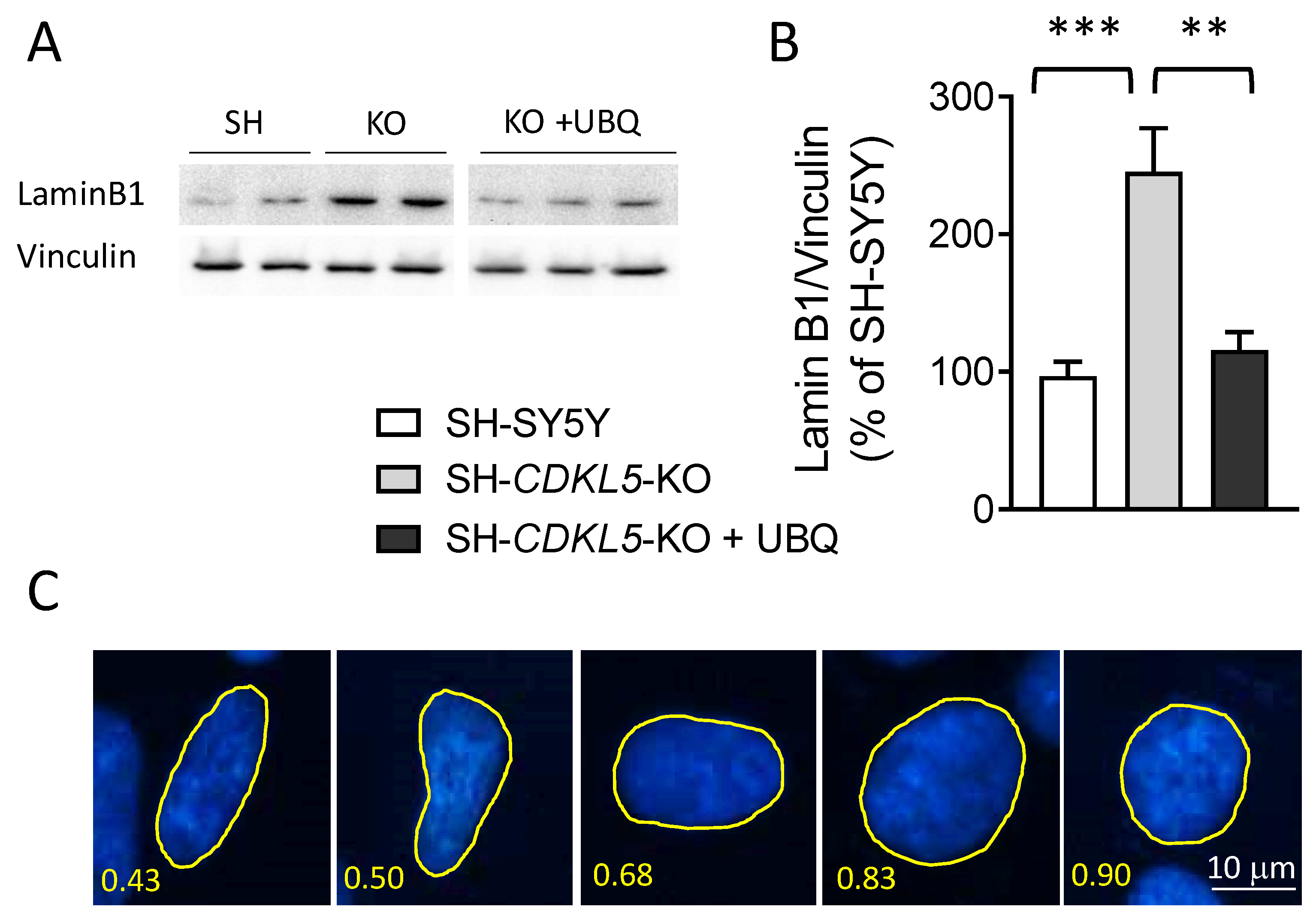 Preprints 141251 g002a