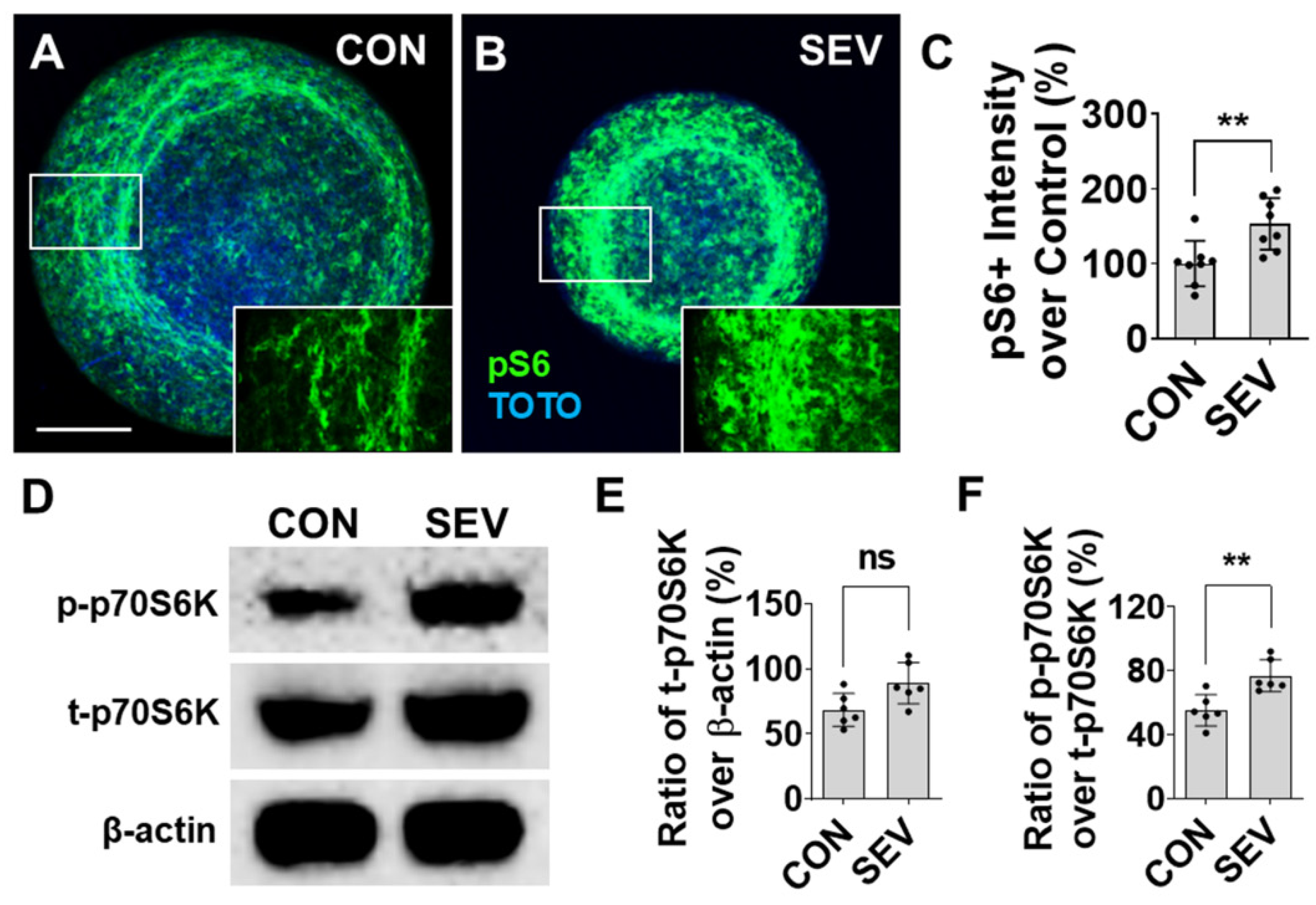 Preprints 205133 g007