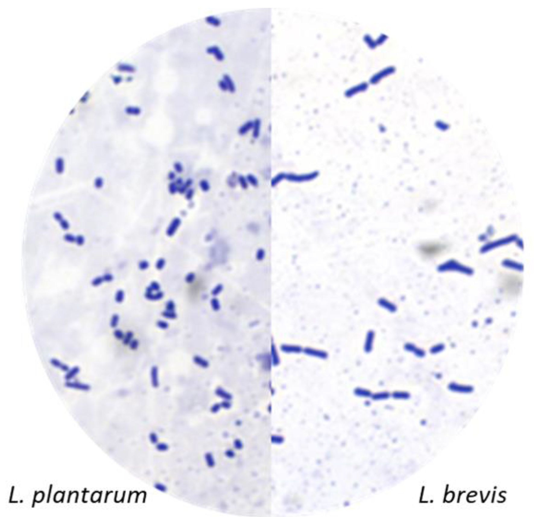 Preprints 72060 g002
