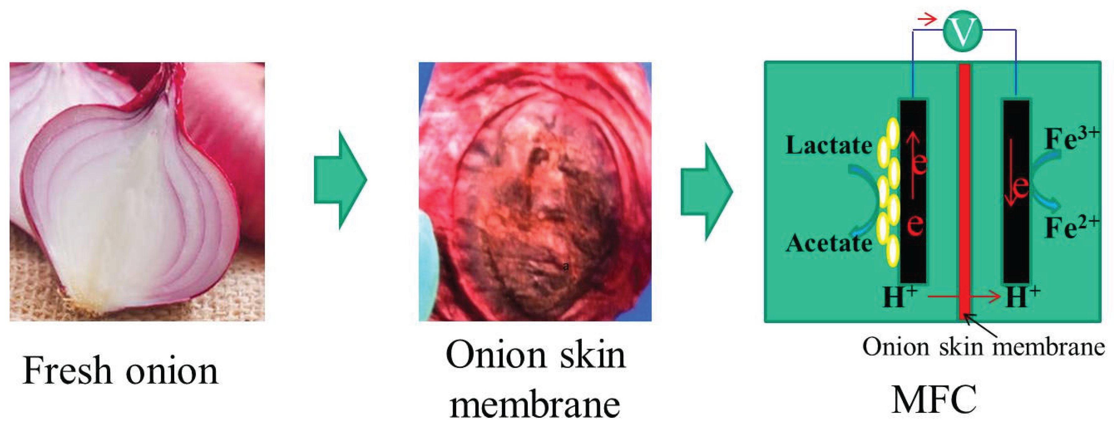 Preprints 172032 g001